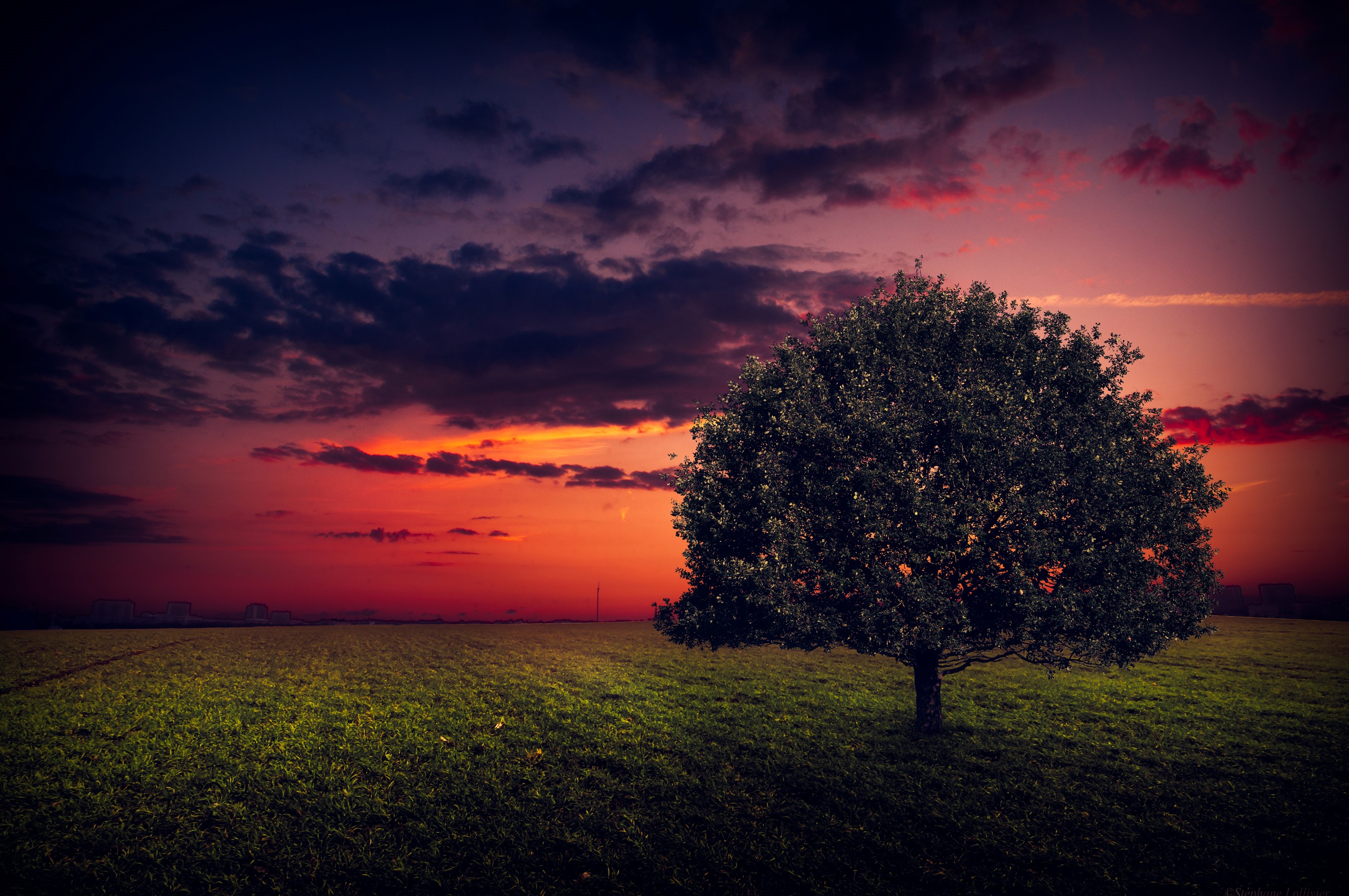 Lone tree in a field at sunset HD Wallpaper