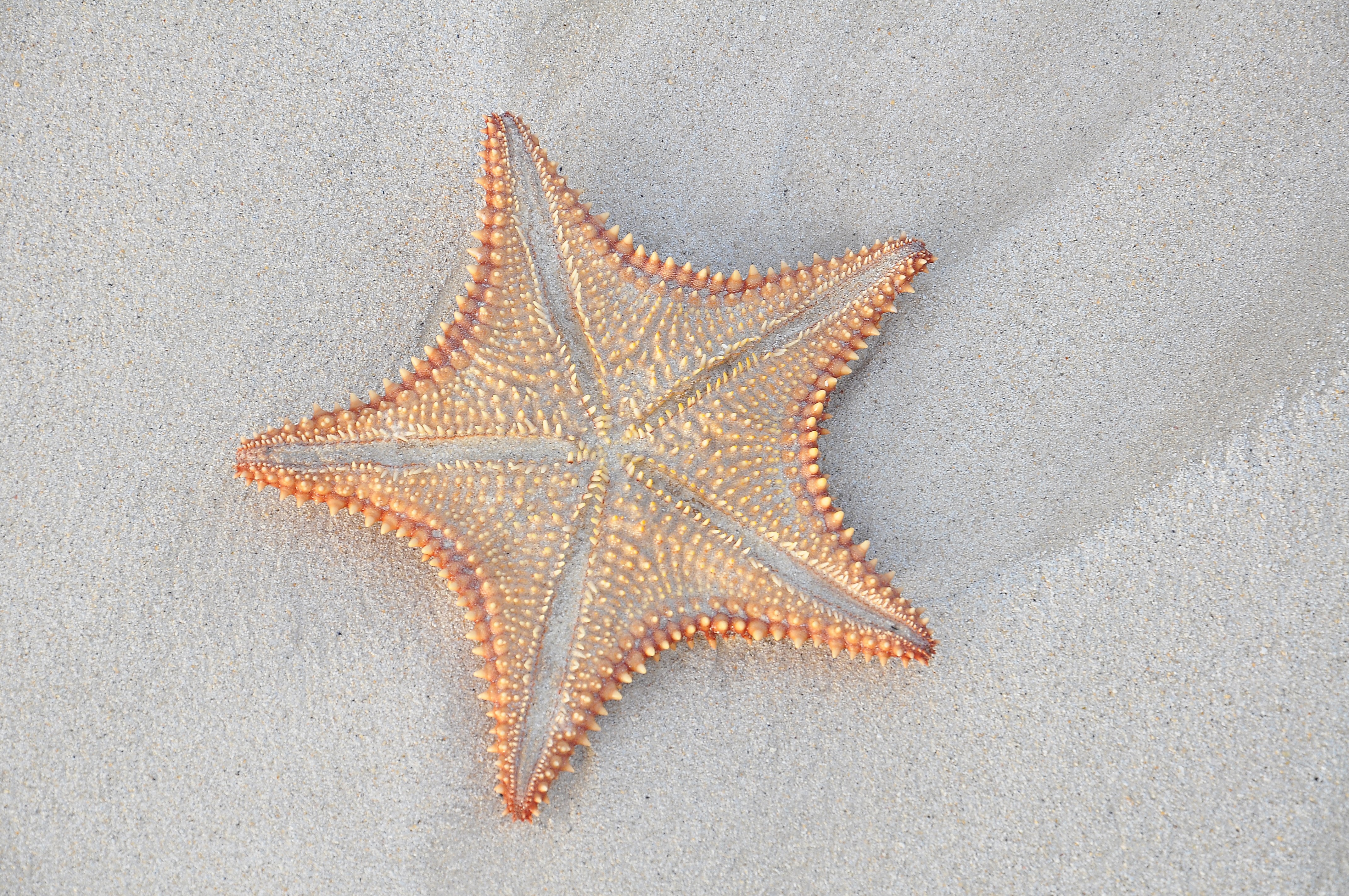 Starfish on Sand HD Wallpaper