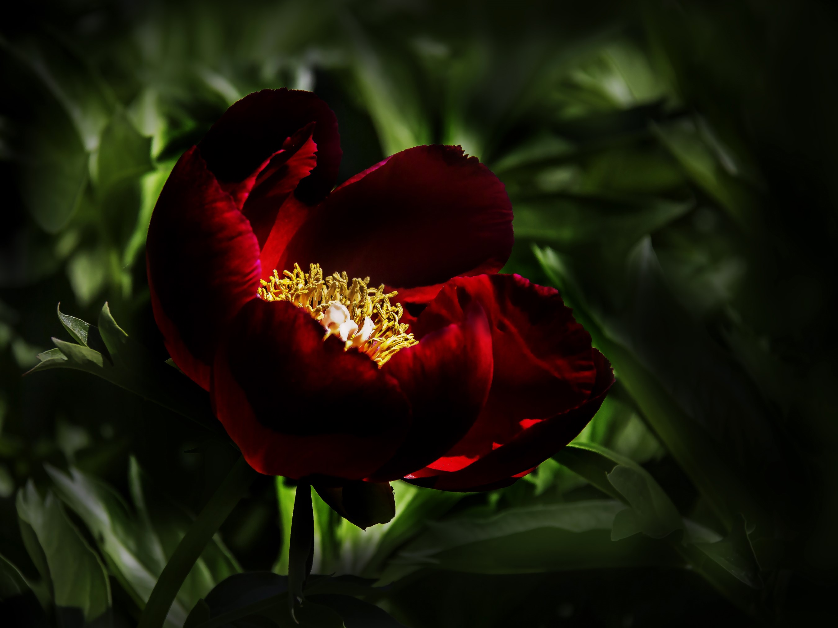 Dark red peony flower with yellow stamens HD Wallpaper