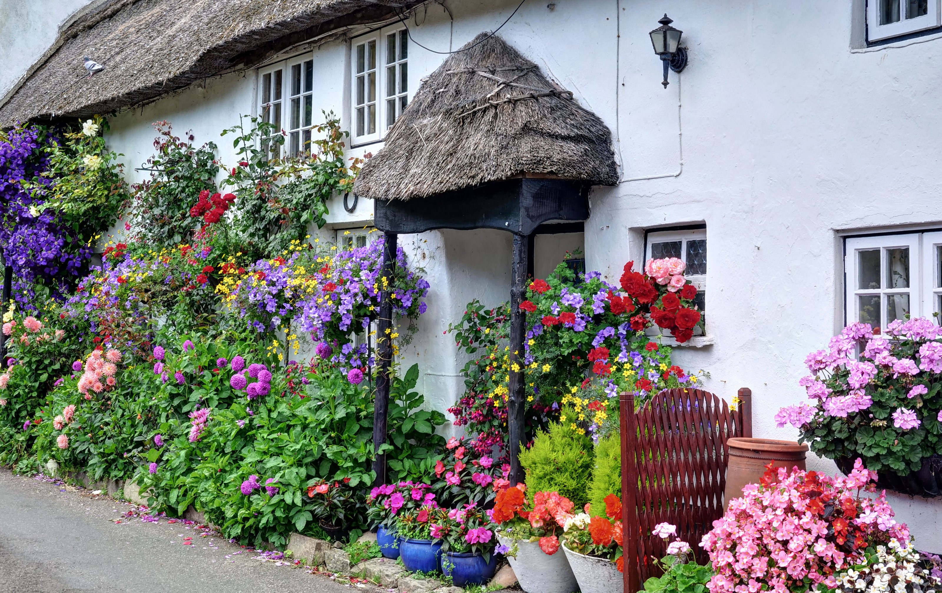 Thatched cottage with abundant flowers in Branscombe, Devon, UK HD Wallpaper