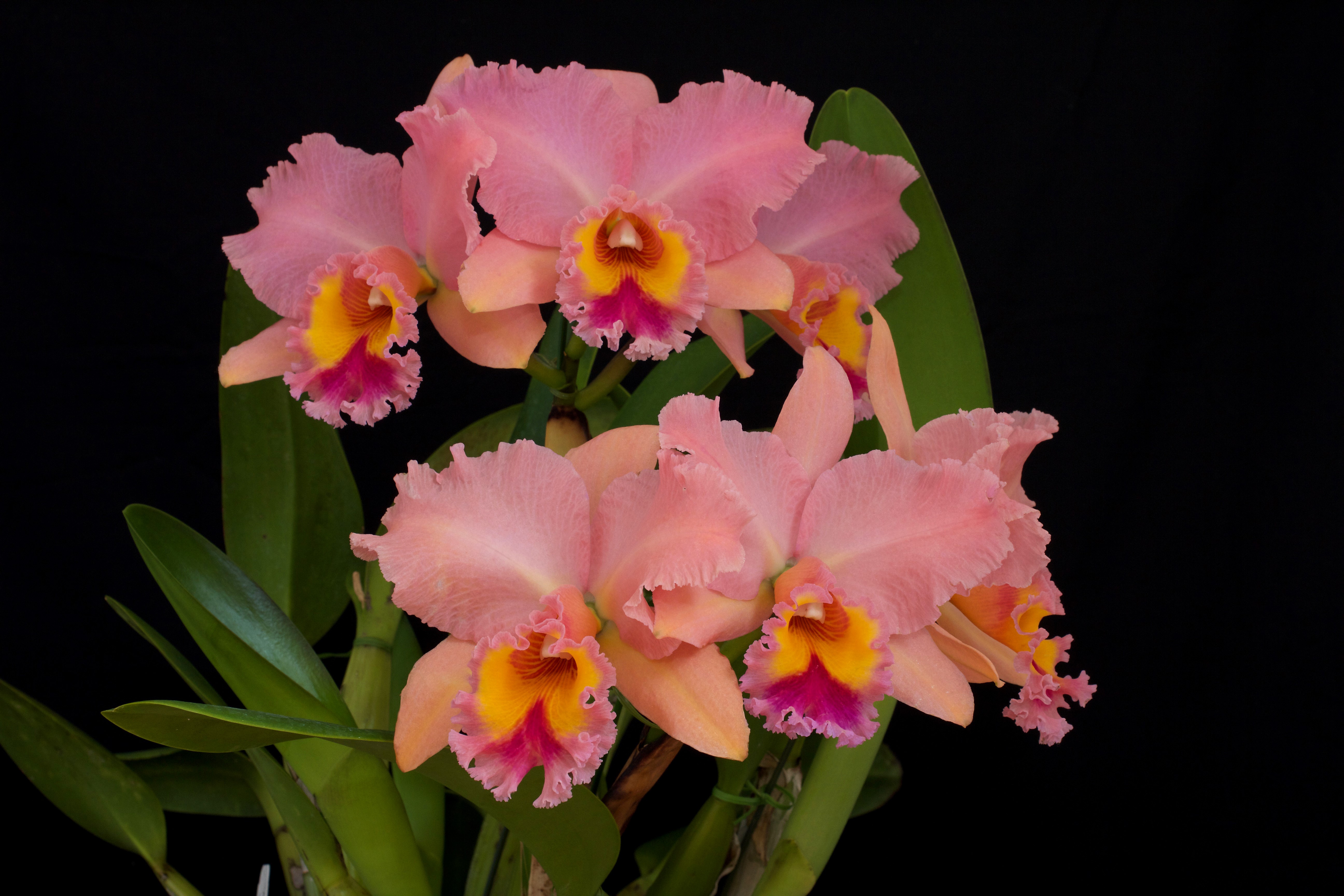 Pink Cattleya Orchids with Yellow and Pink Centers HD Wallpaper