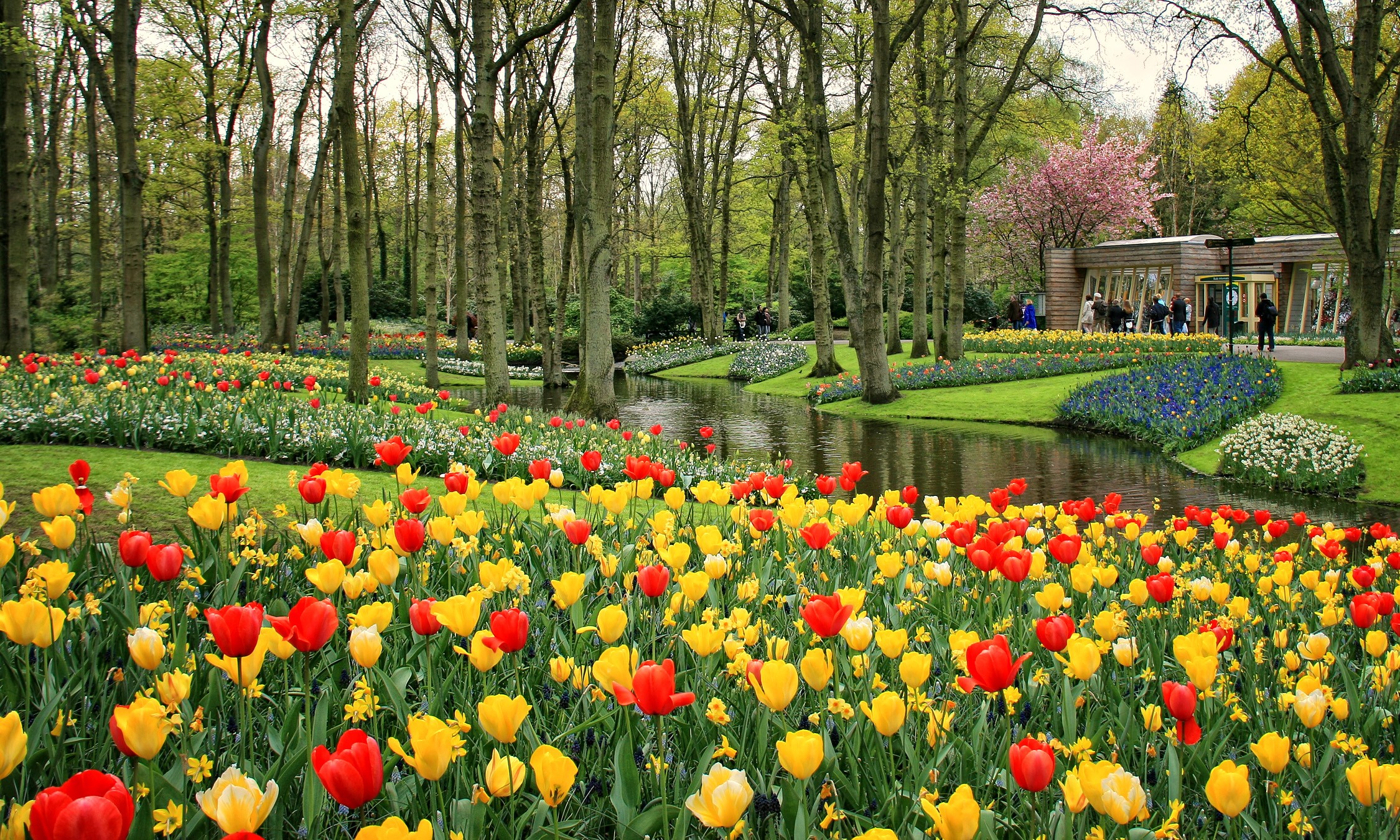 Tulips and pond in Keukenhof Gardens, Netherlands HD Wallpaper