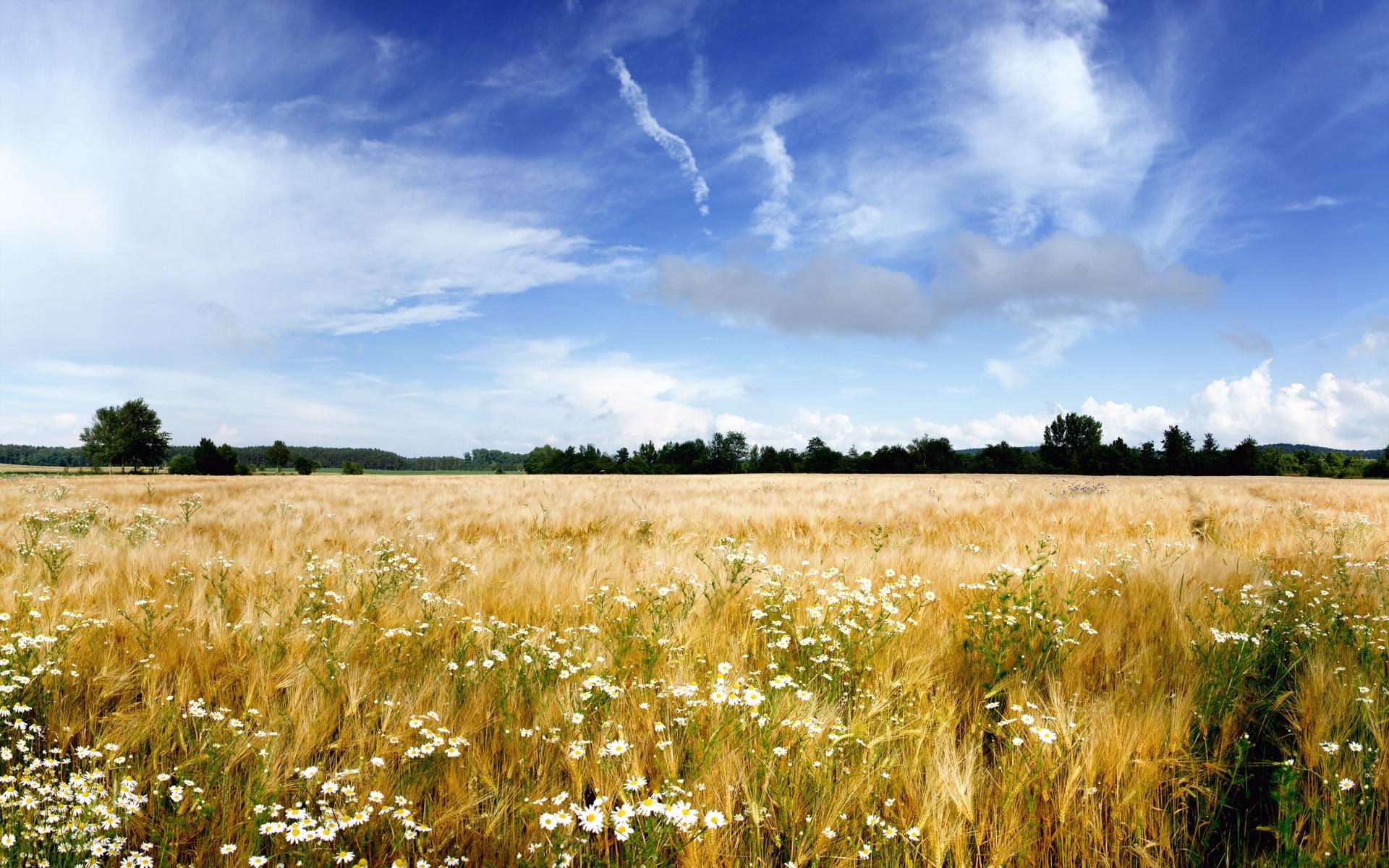 Golden wheat field with white flowers under a blue sky HD Wallpaper