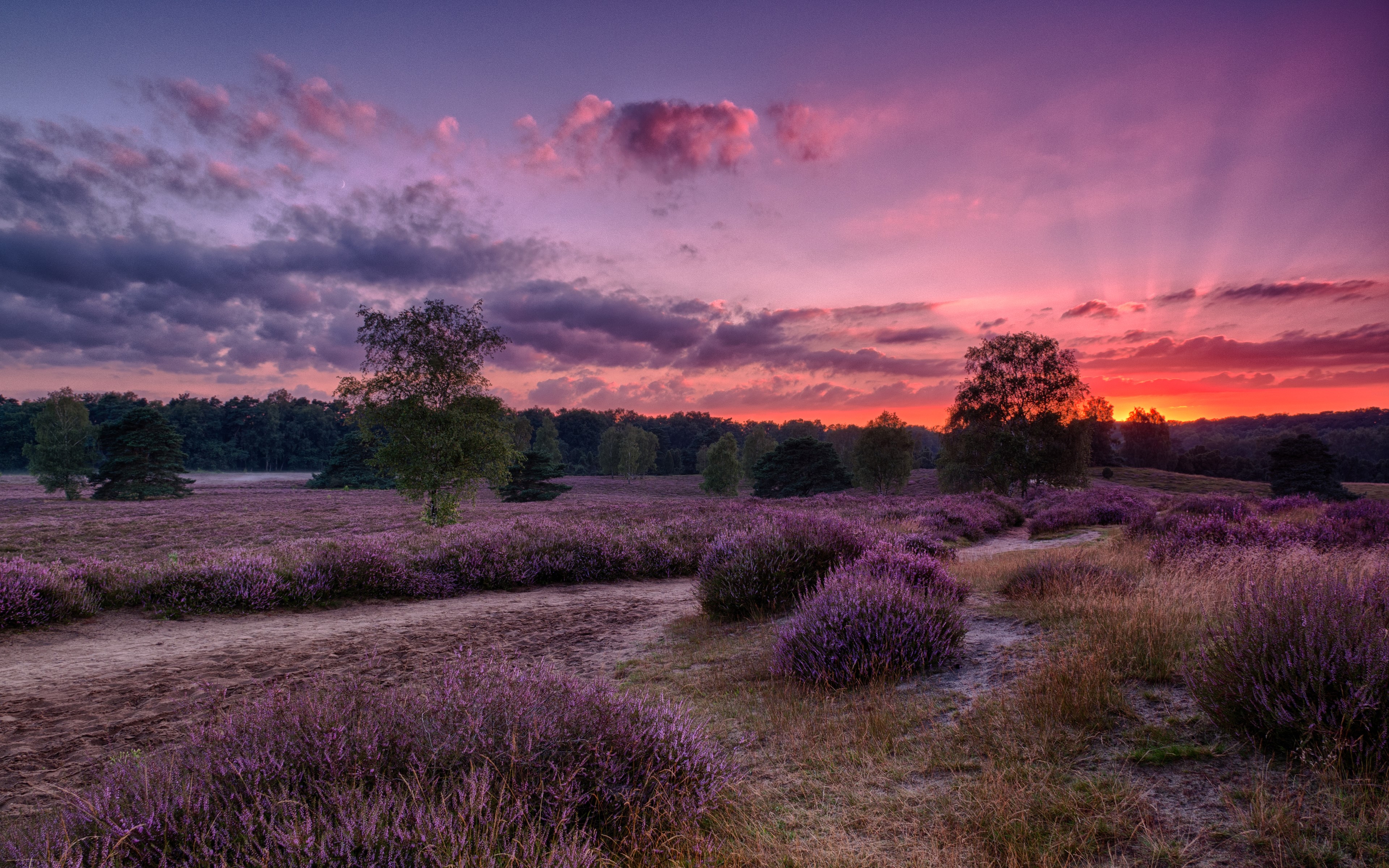 4K Heather Field at Sunset in Germany HD Wallpaper
