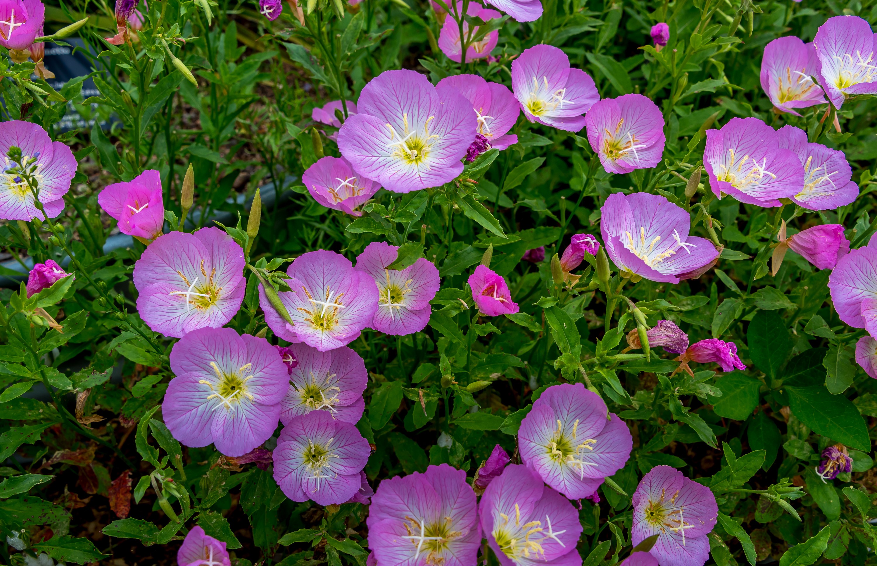 Pink Evening Primrose Flowers HD Wallpaper