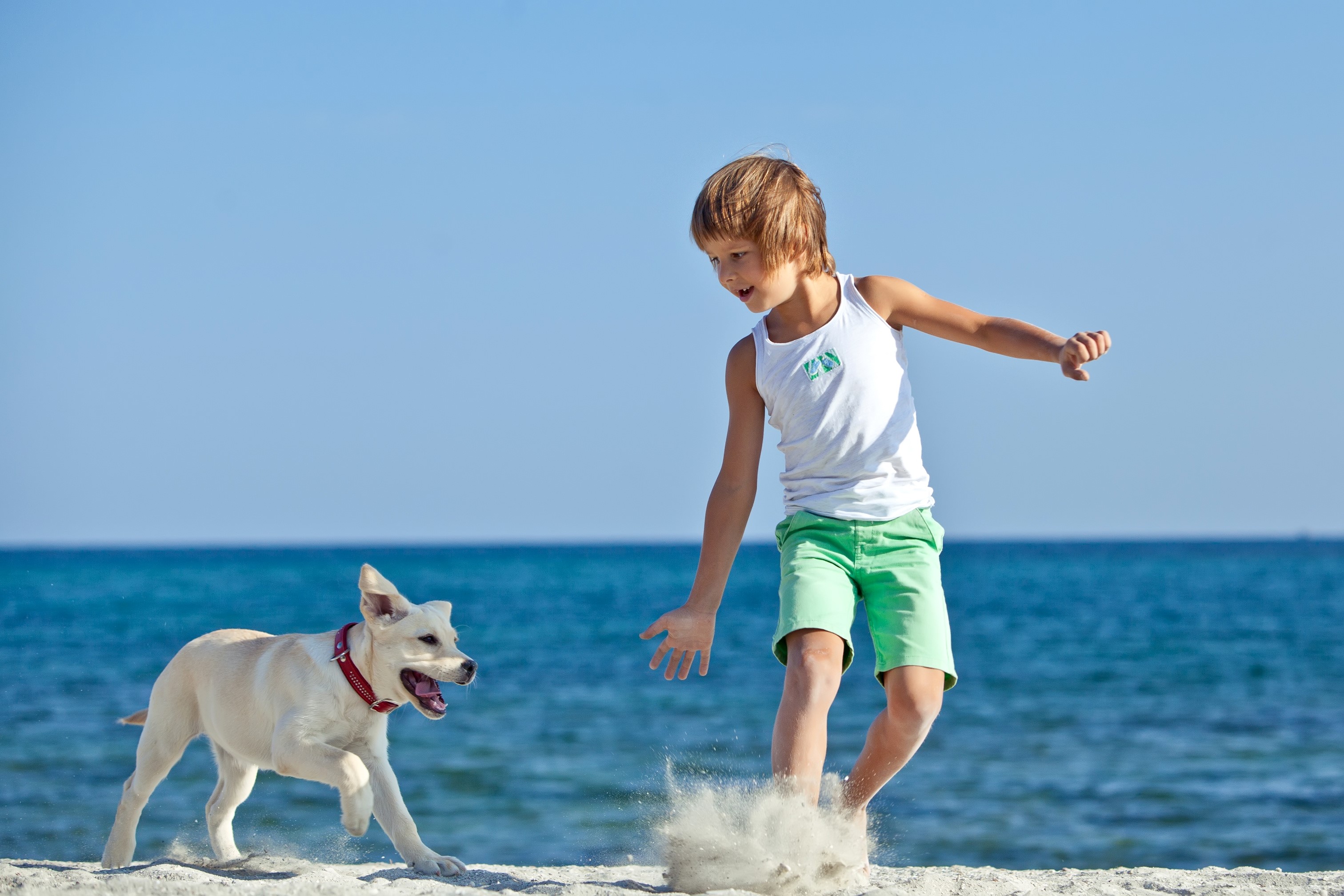 Boy and dog playing on the beach HD Wallpaper