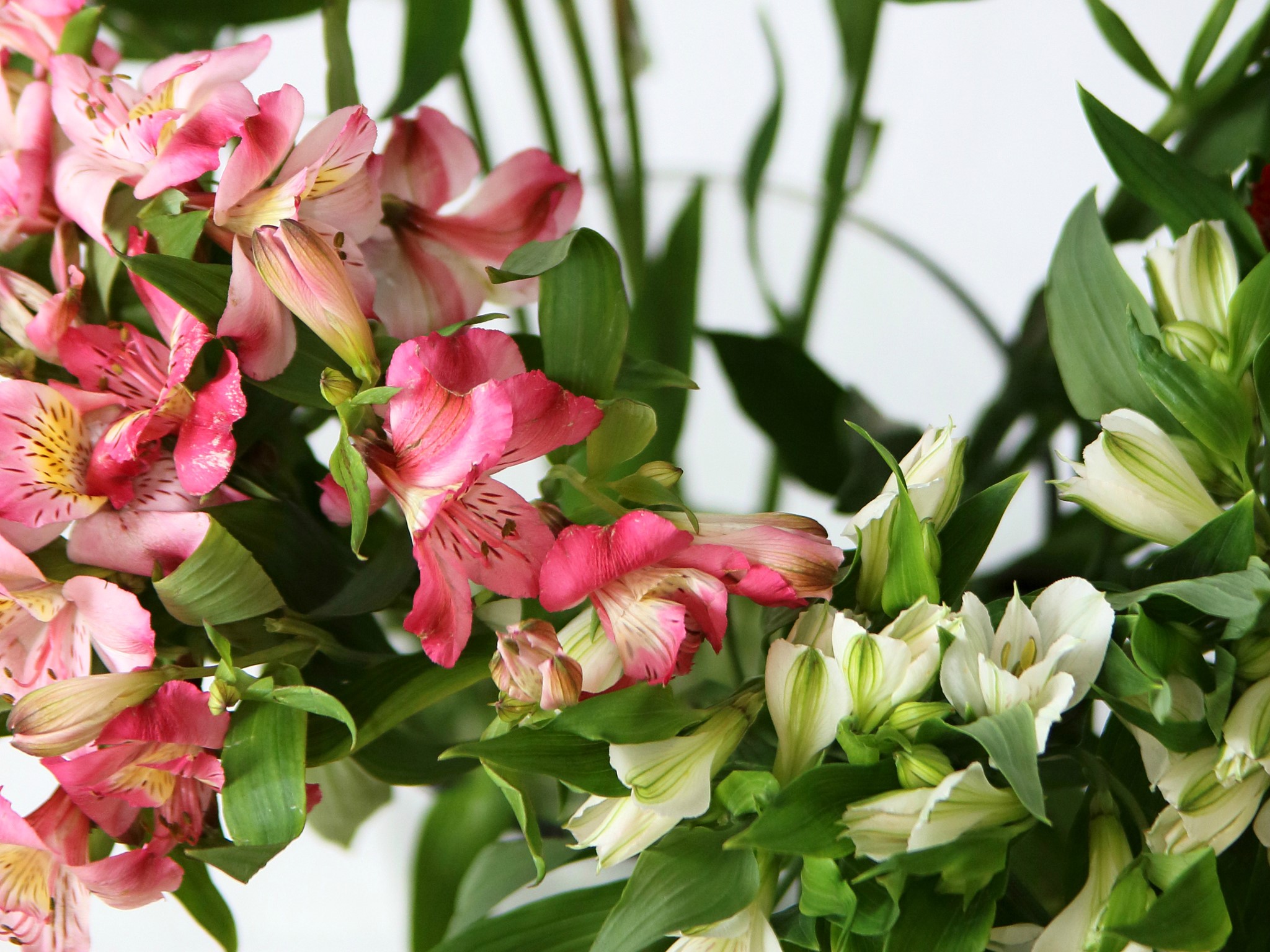 Pink and white Alstroemeria flowers HD Wallpaper