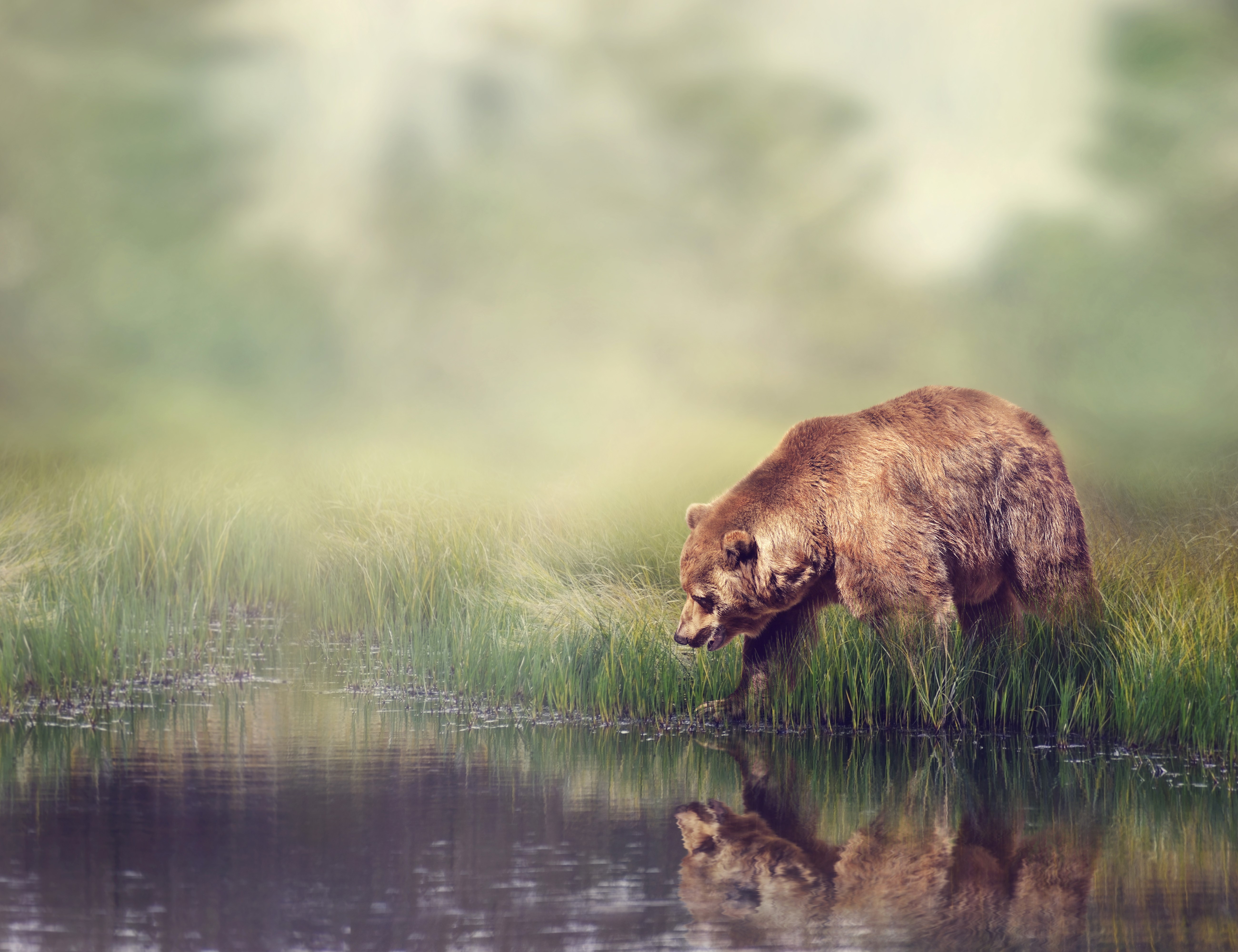 Brown Bear by the Water HD Wallpaper