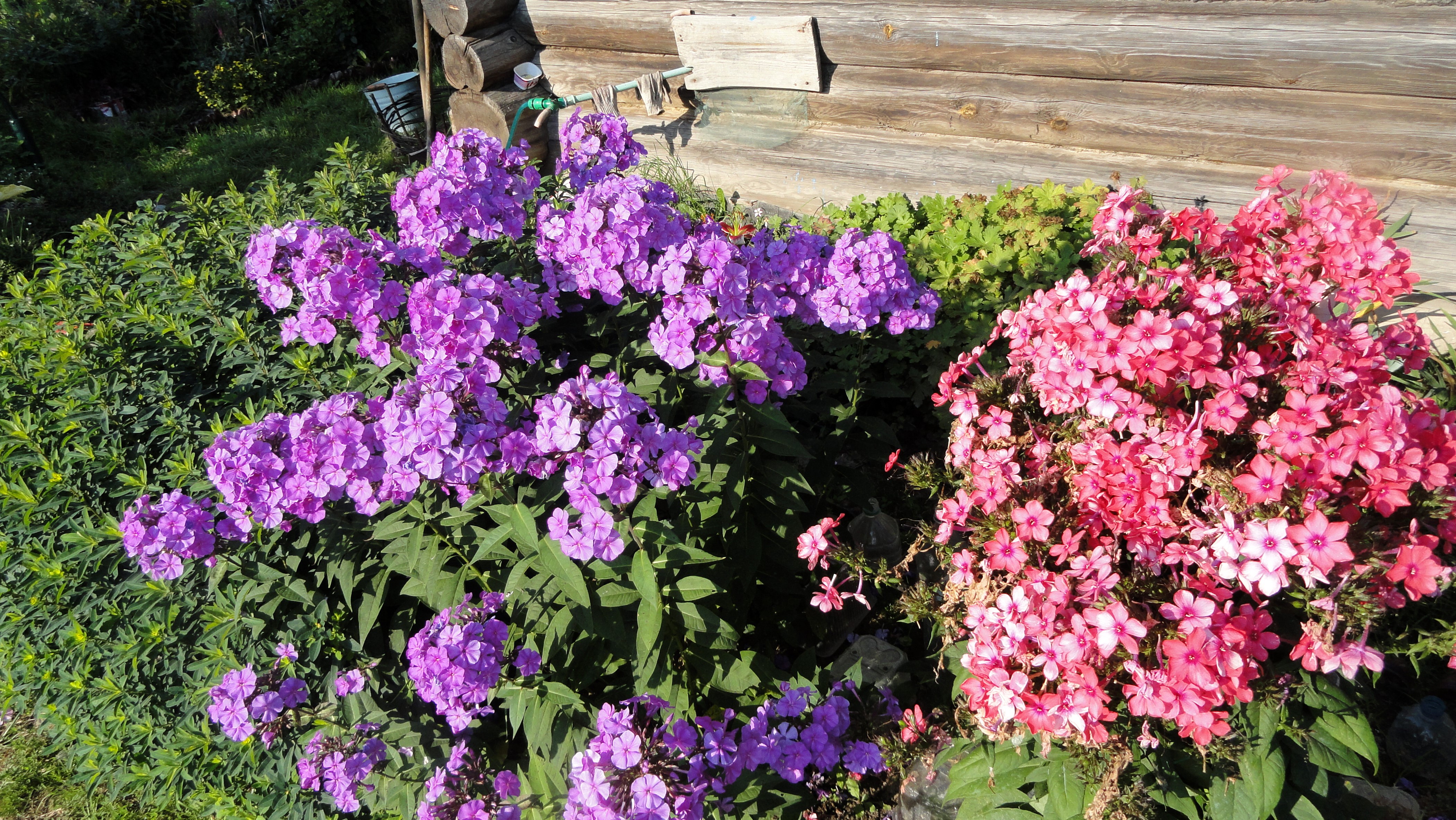 Purple and pink phlox flowers by a wooden building HD Wallpaper
