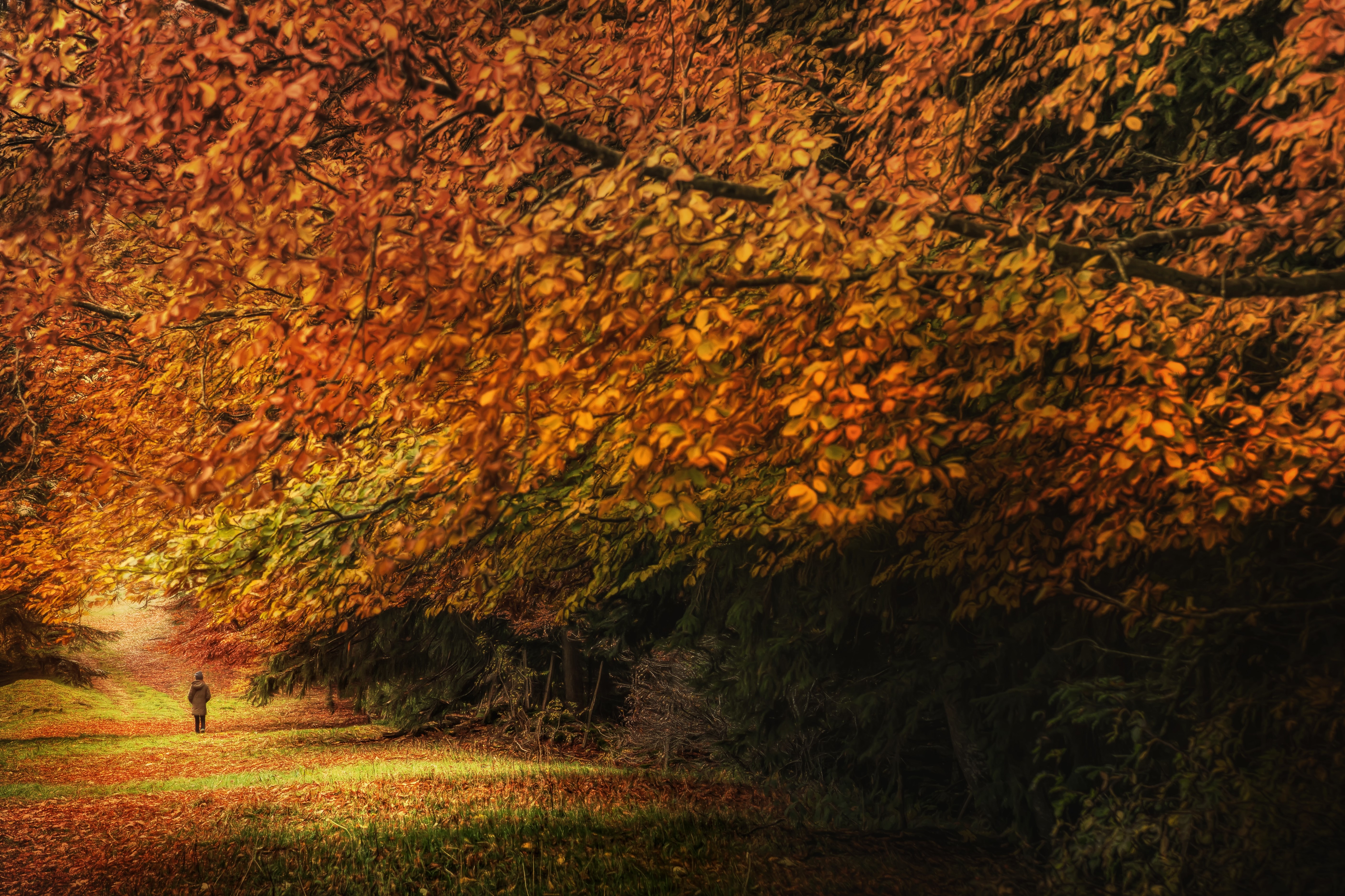 Person walking on a path in autumn foliage HD Wallpaper