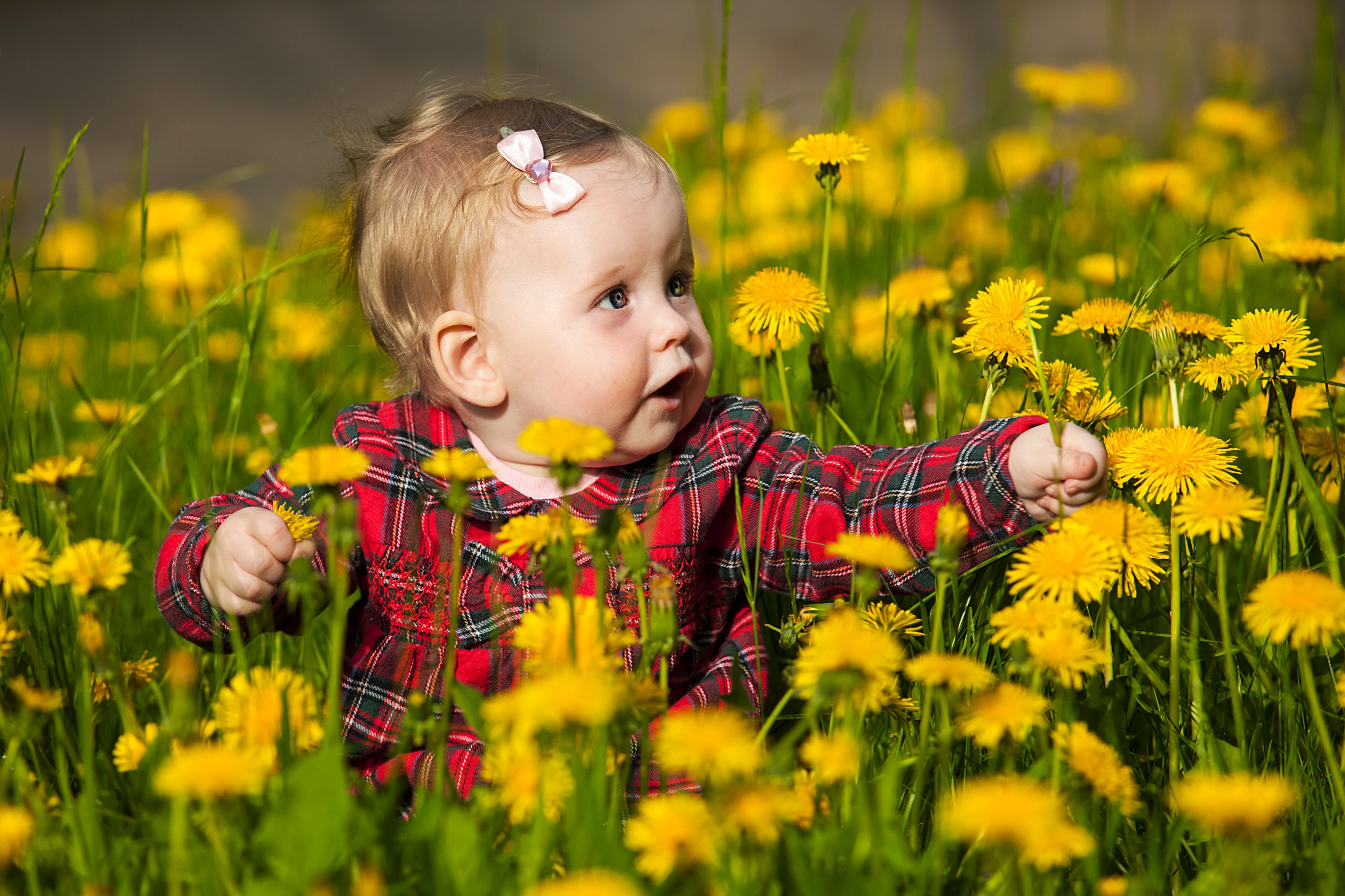 Baby girl in dandelions HD Wallpaper