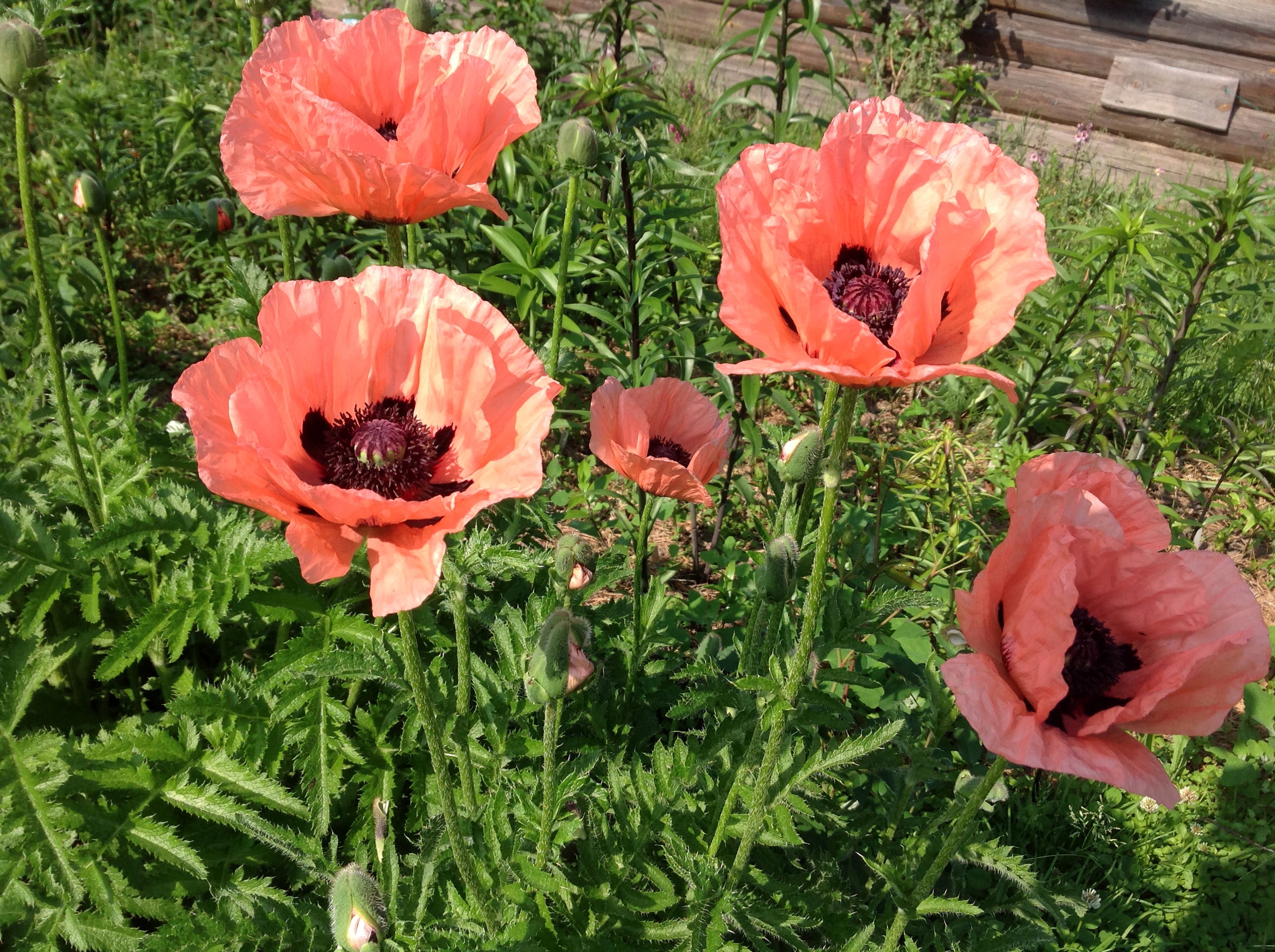 Several pink poppies with dark centers in a garden HD Wallpaper