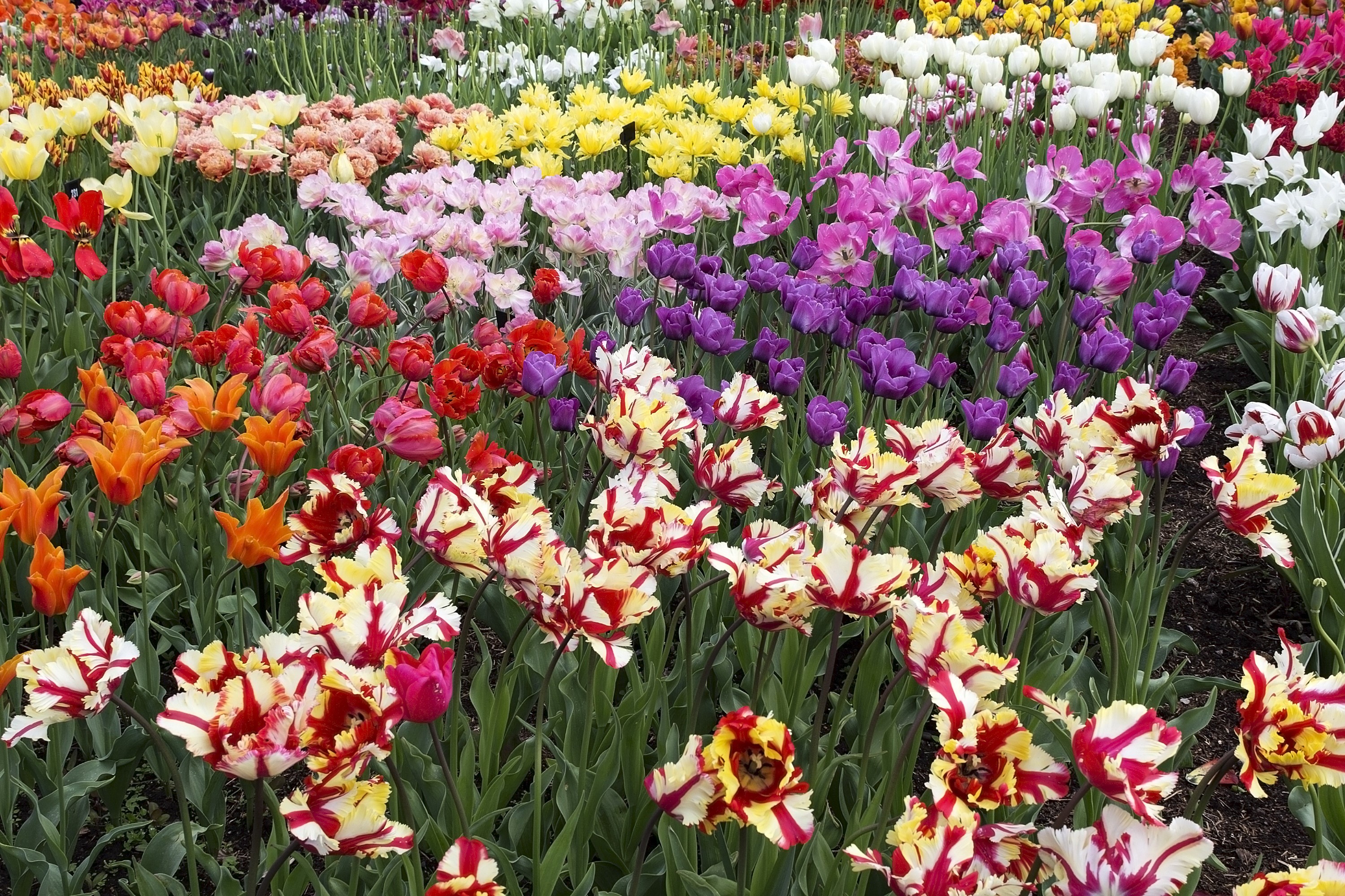Colorful Multitude of Tulip Flowers in Bloom HD Wallpaper