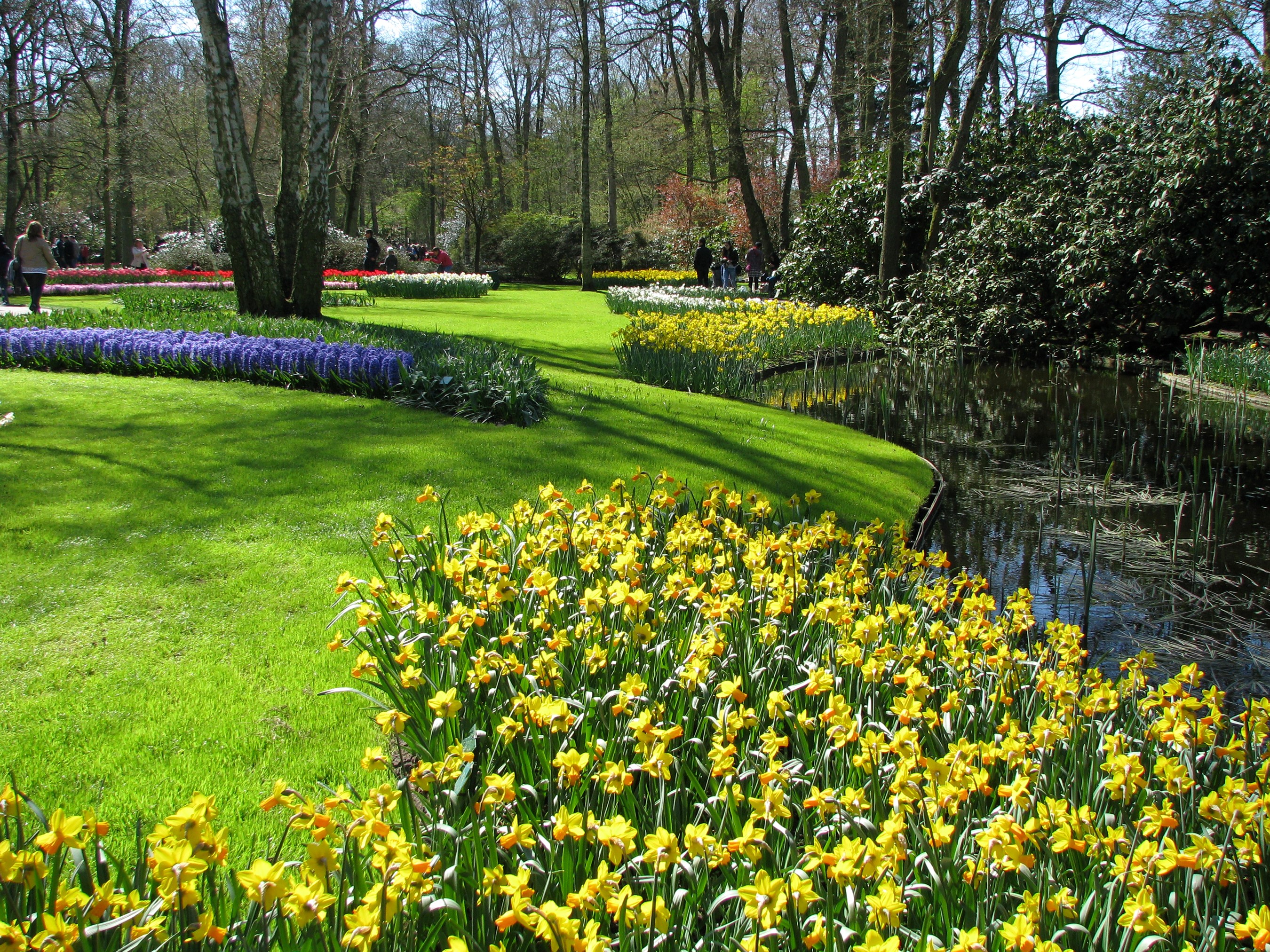 Keukenhof Gardens with Daffodils and Pond in Lisse, Netherlands HD Wallpaper