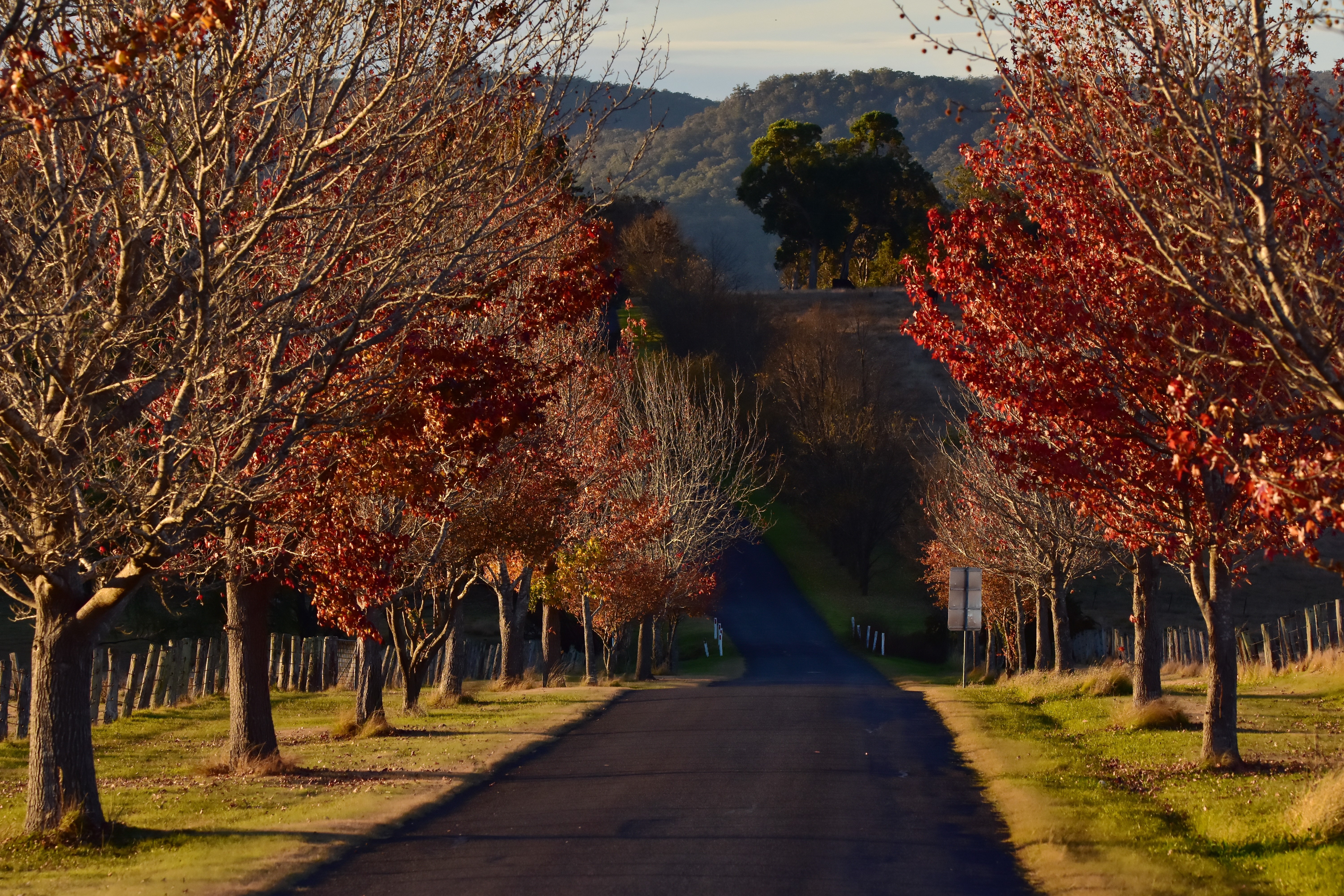 Road lined with autumn trees HD Wallpaper