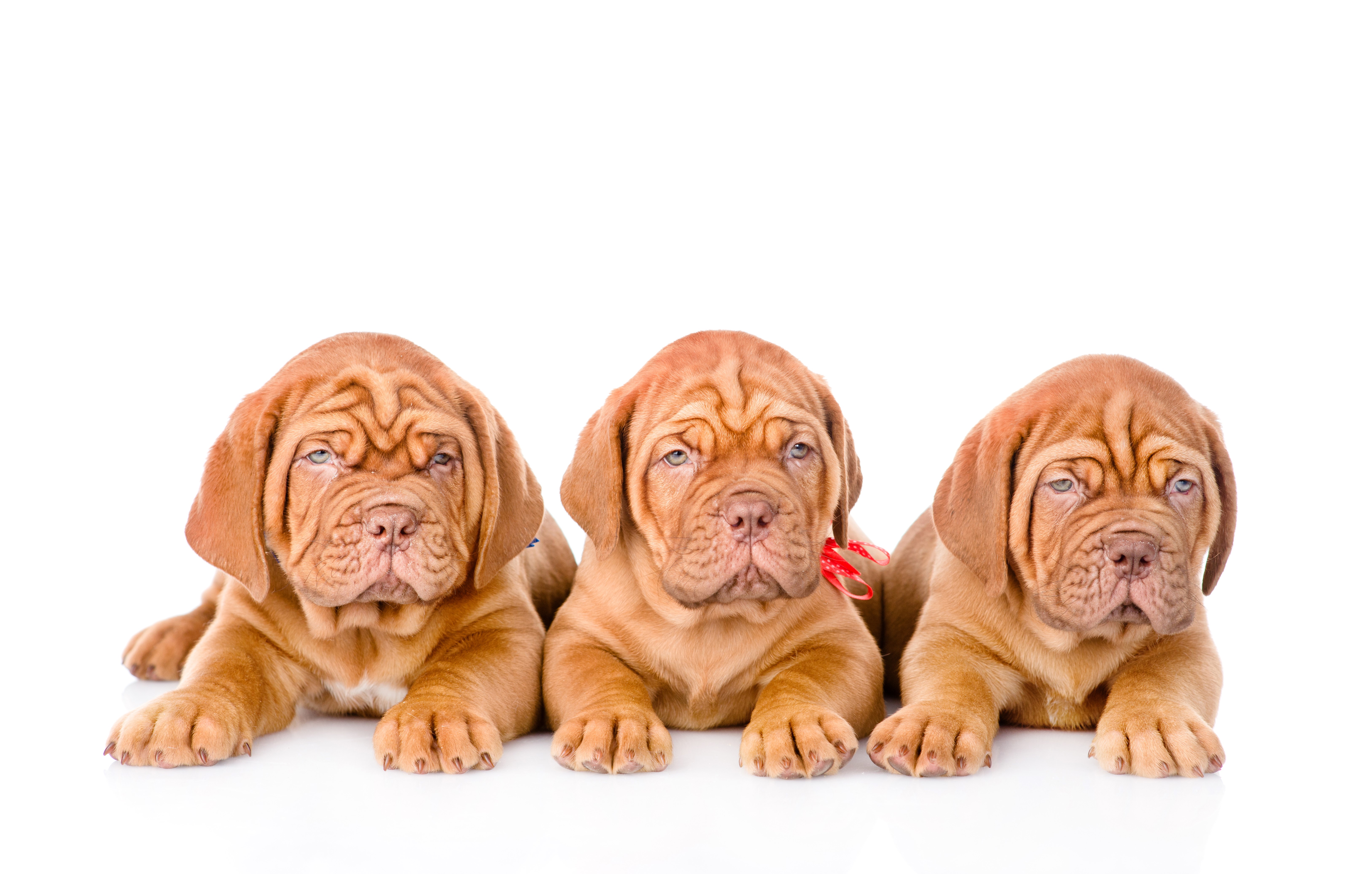 Three Dogue de Bordeaux puppies on white background HD Wallpaper