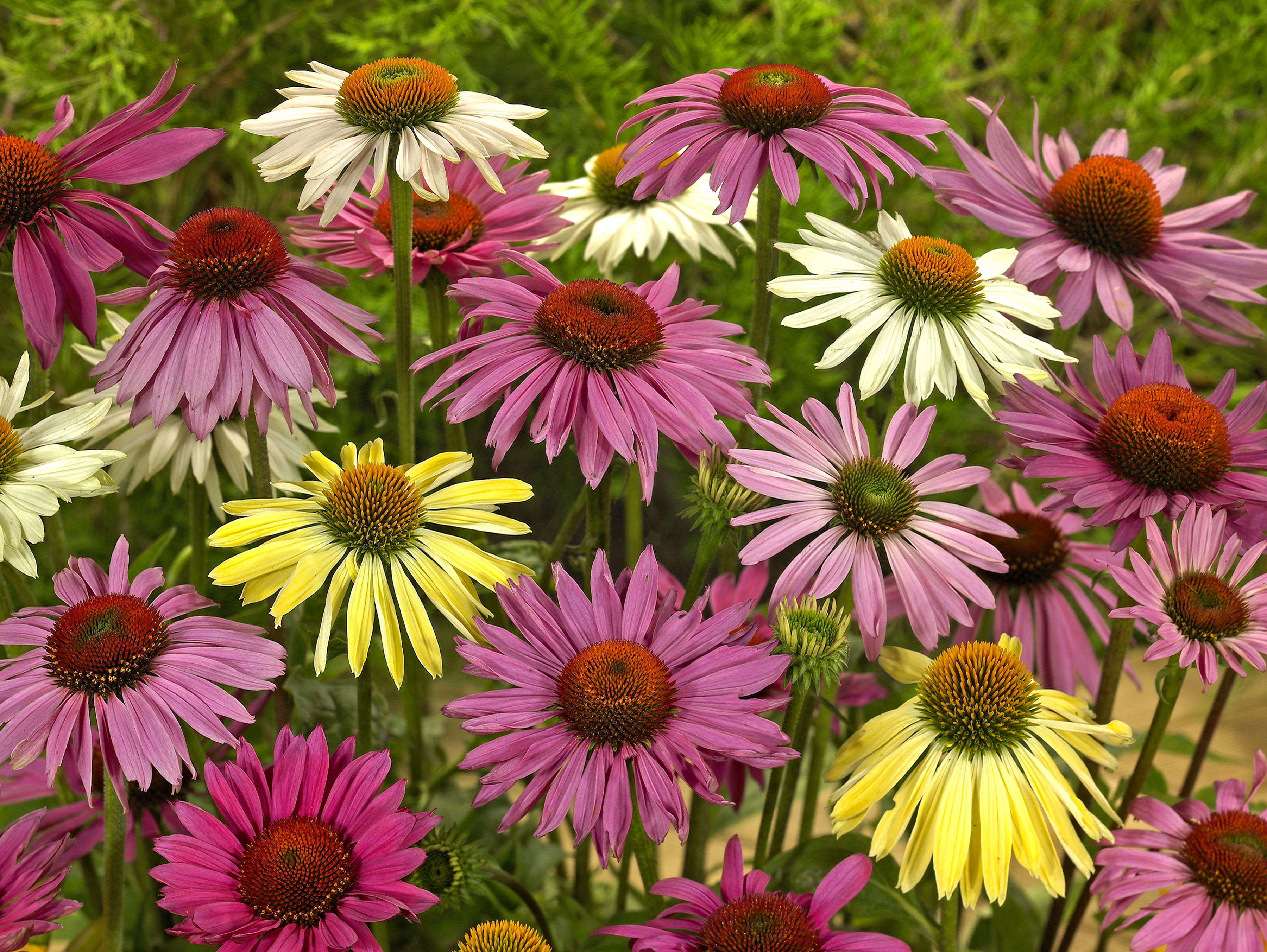 Echinacea purpurea flowers in a garden HD Wallpaper
