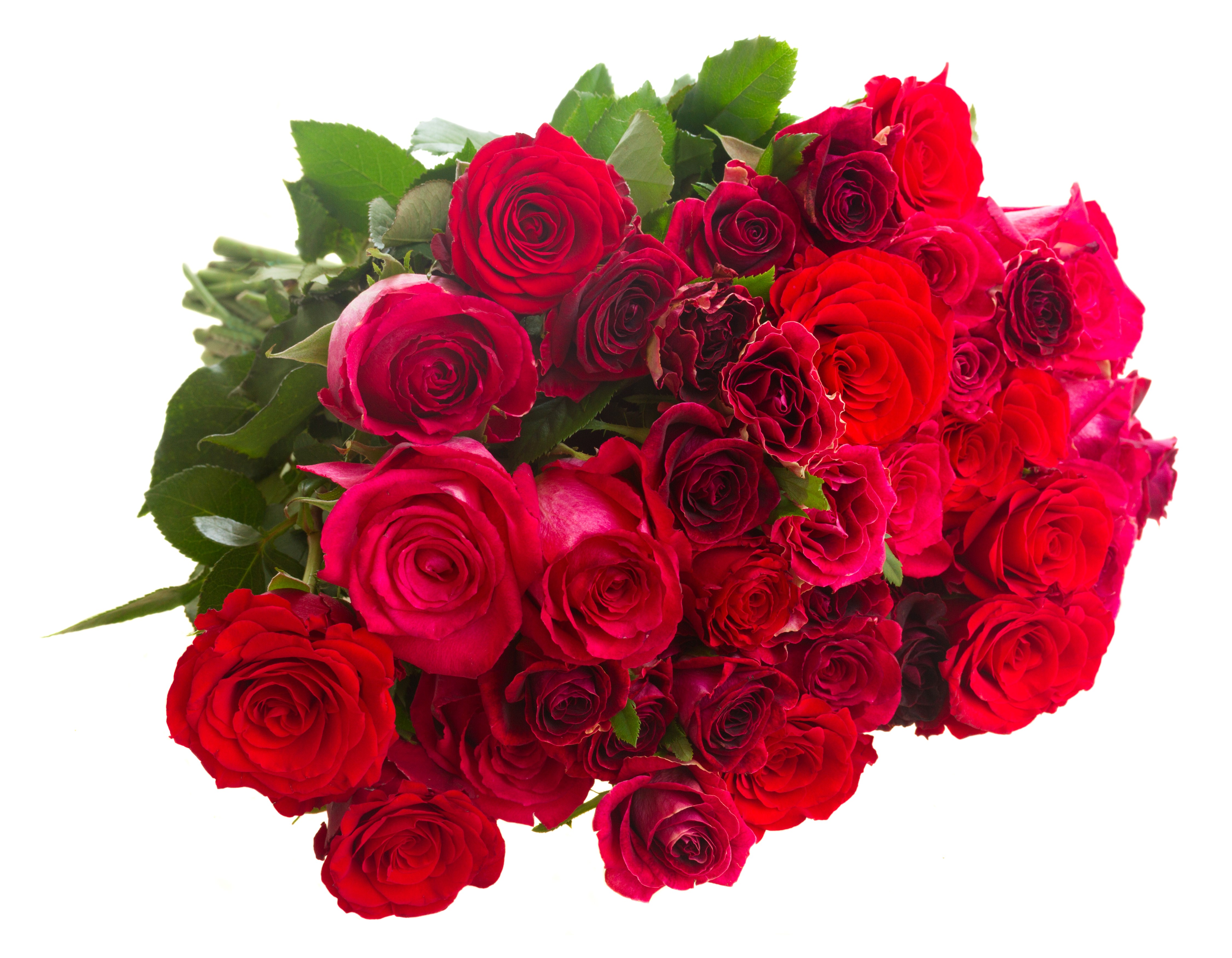 Bouquet of red roses on a white background HD Wallpaper