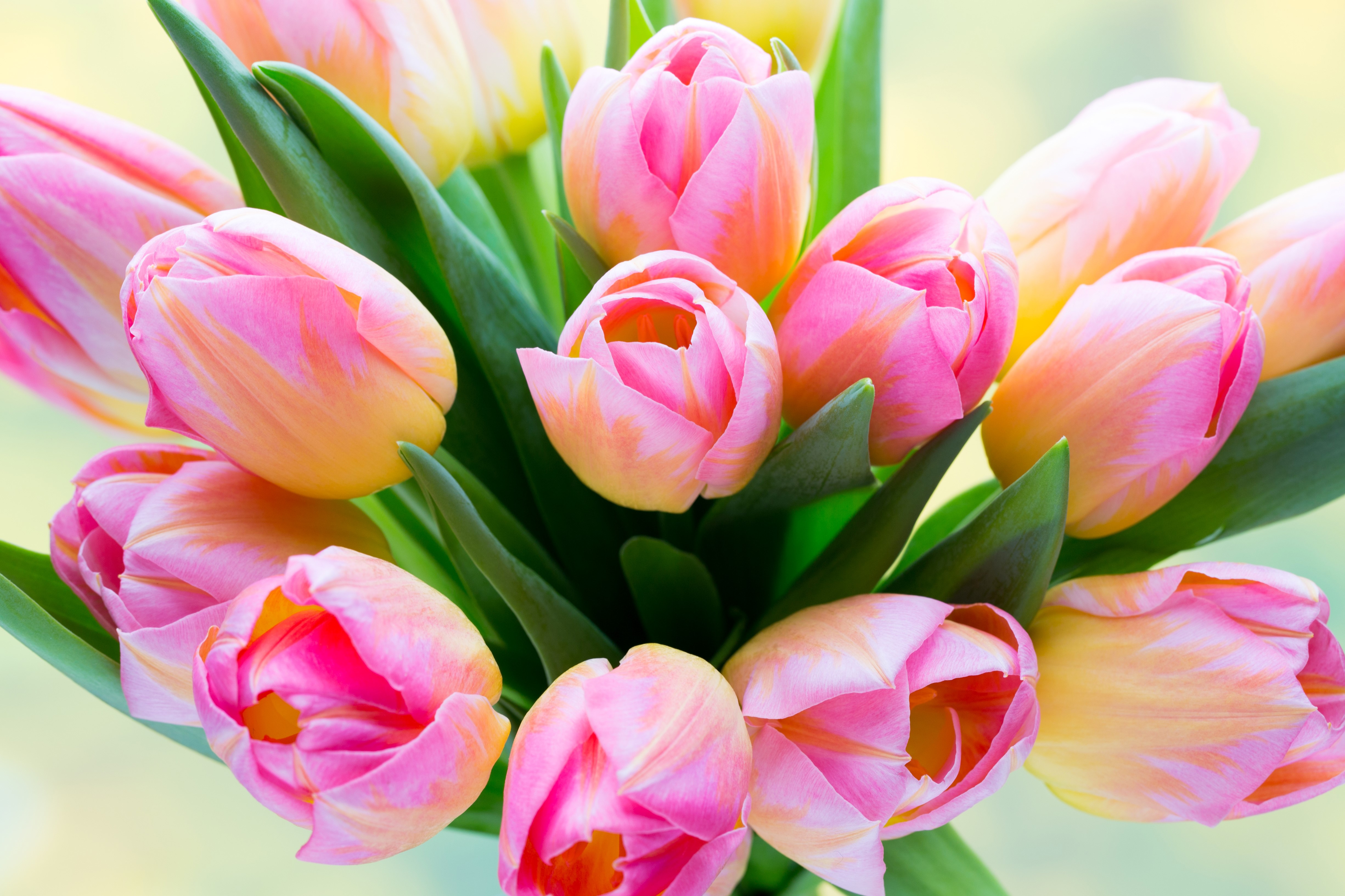 Pink and yellow tulips closeup HD Wallpaper