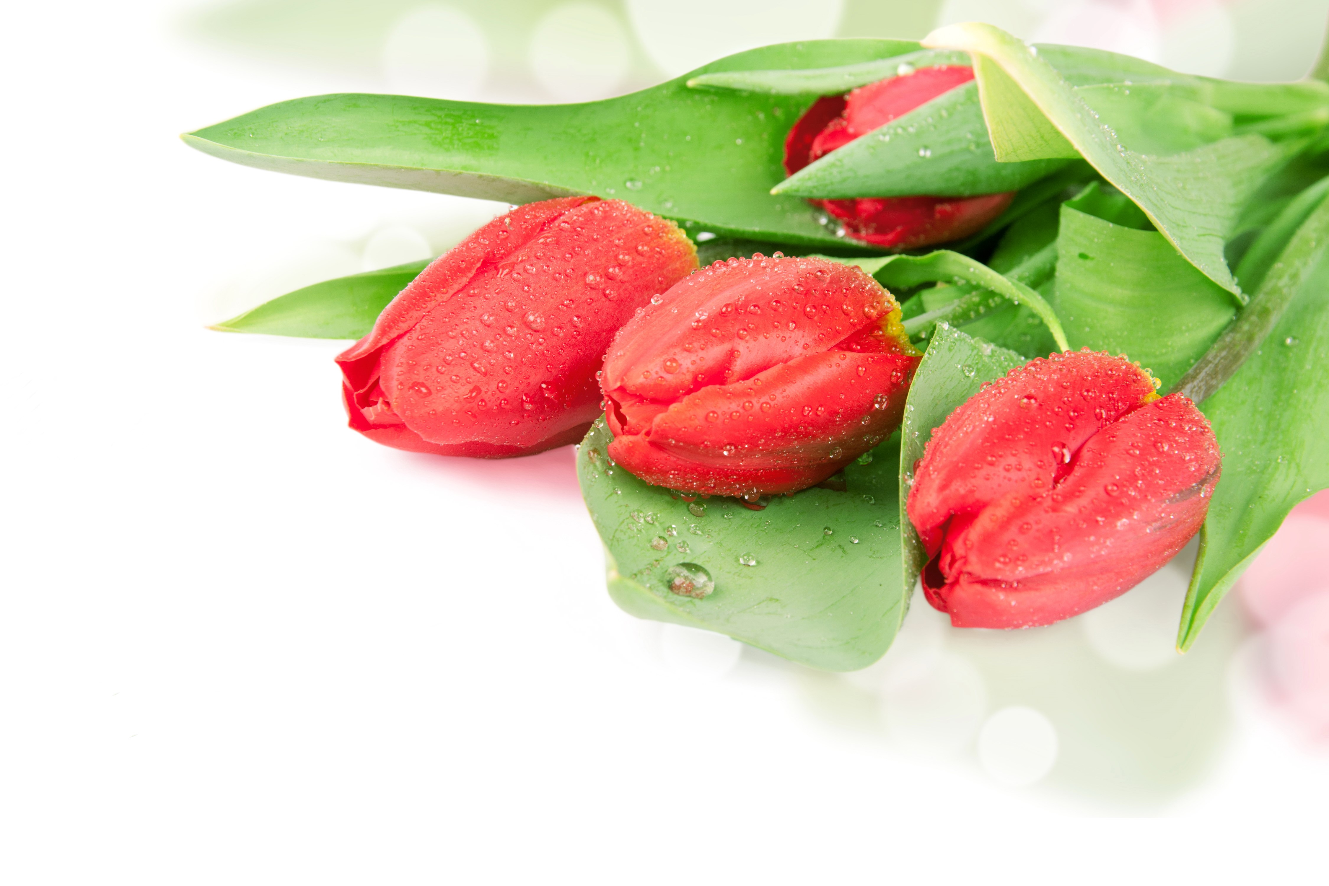 Red Tulips with Water Drops on White Background HD Wallpaper
