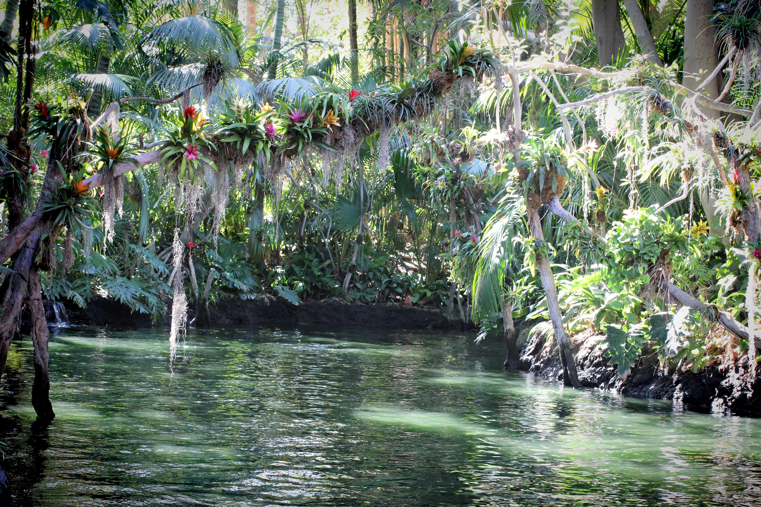 Jungle Cruise at Disneyland Park in Anaheim, California HD Wallpaper