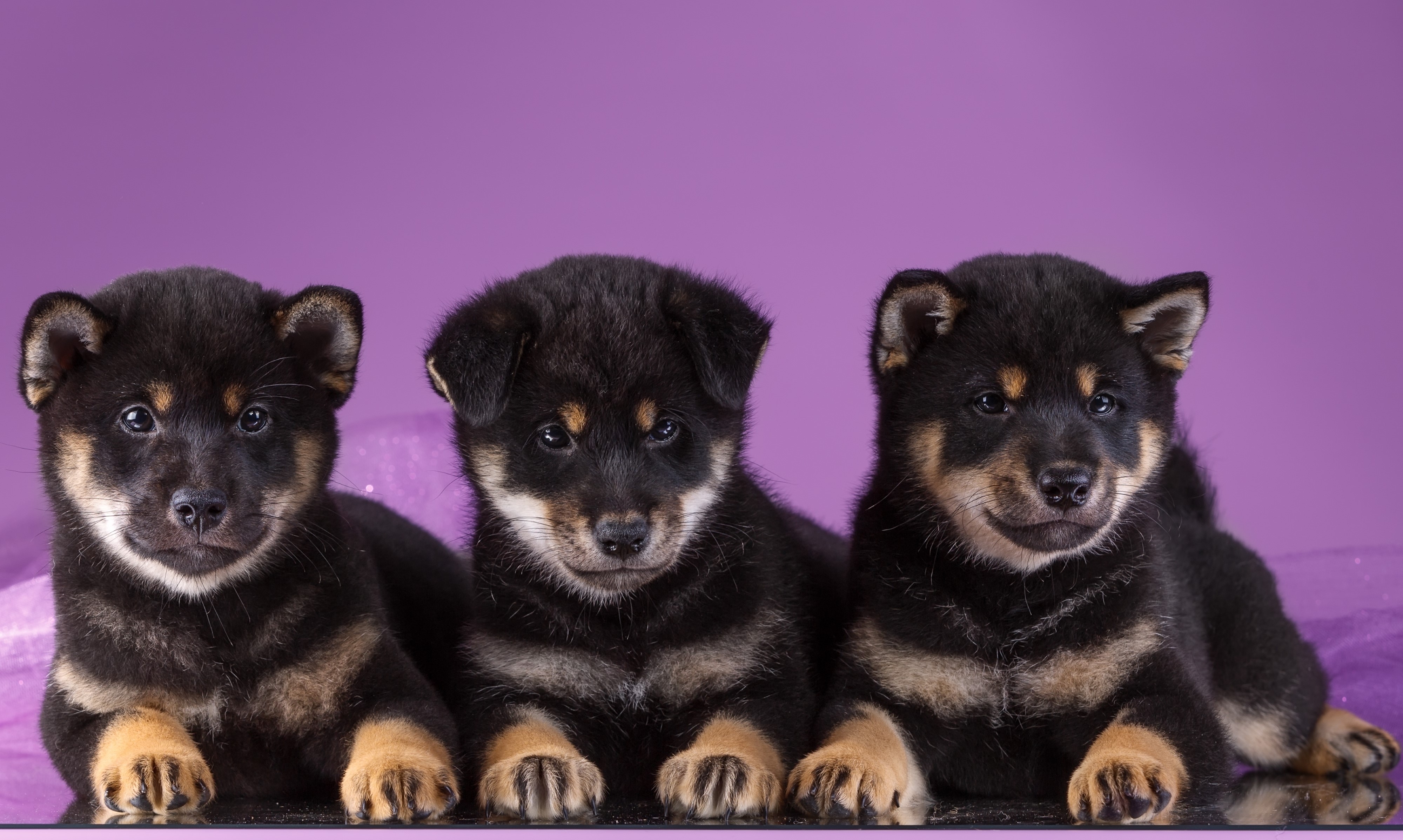 Three Shiba Inu Puppies on Purple Background HD Wallpaper