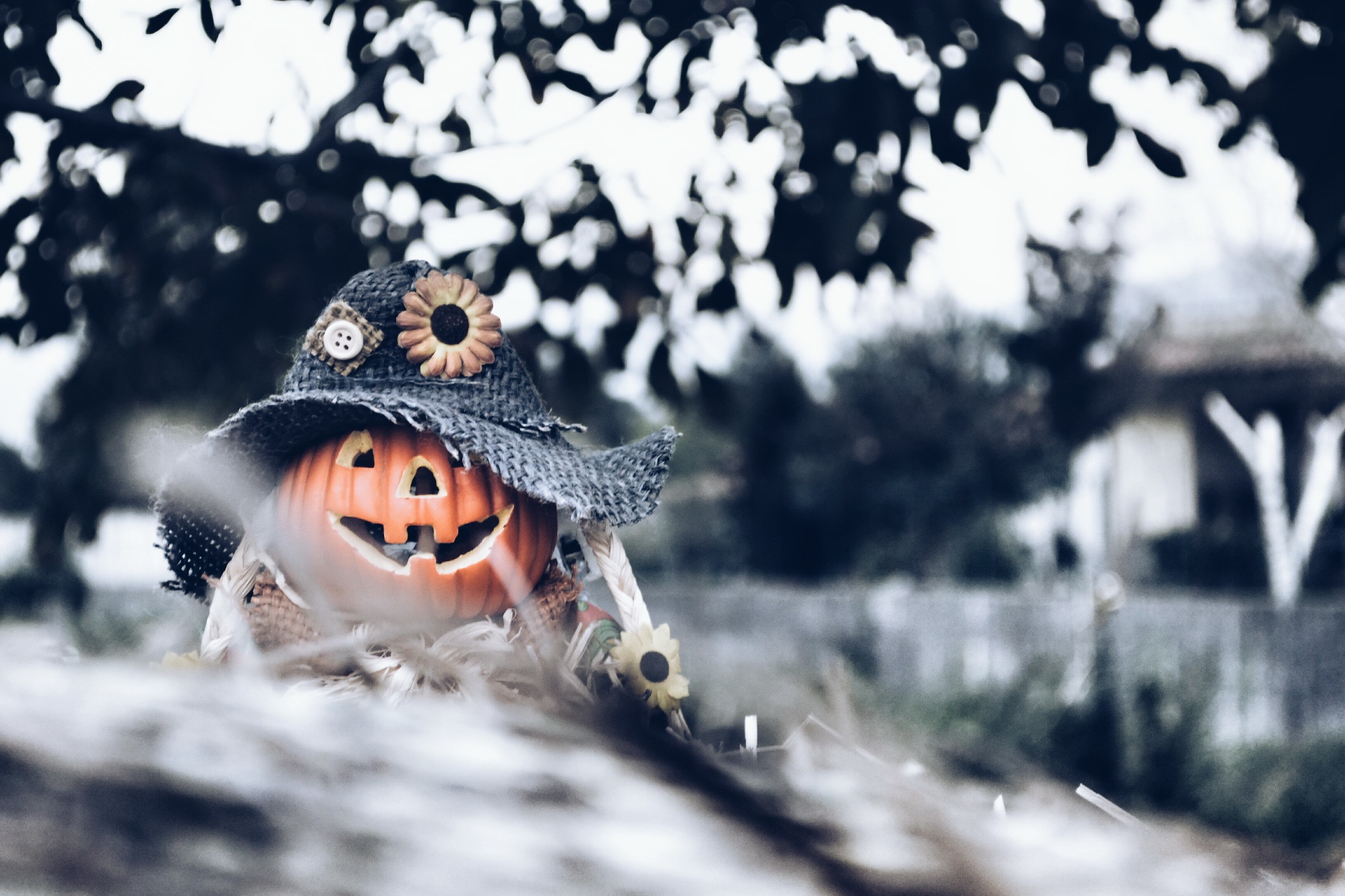Pumpkin scarecrow with a hat and sunflowers HD Wallpaper