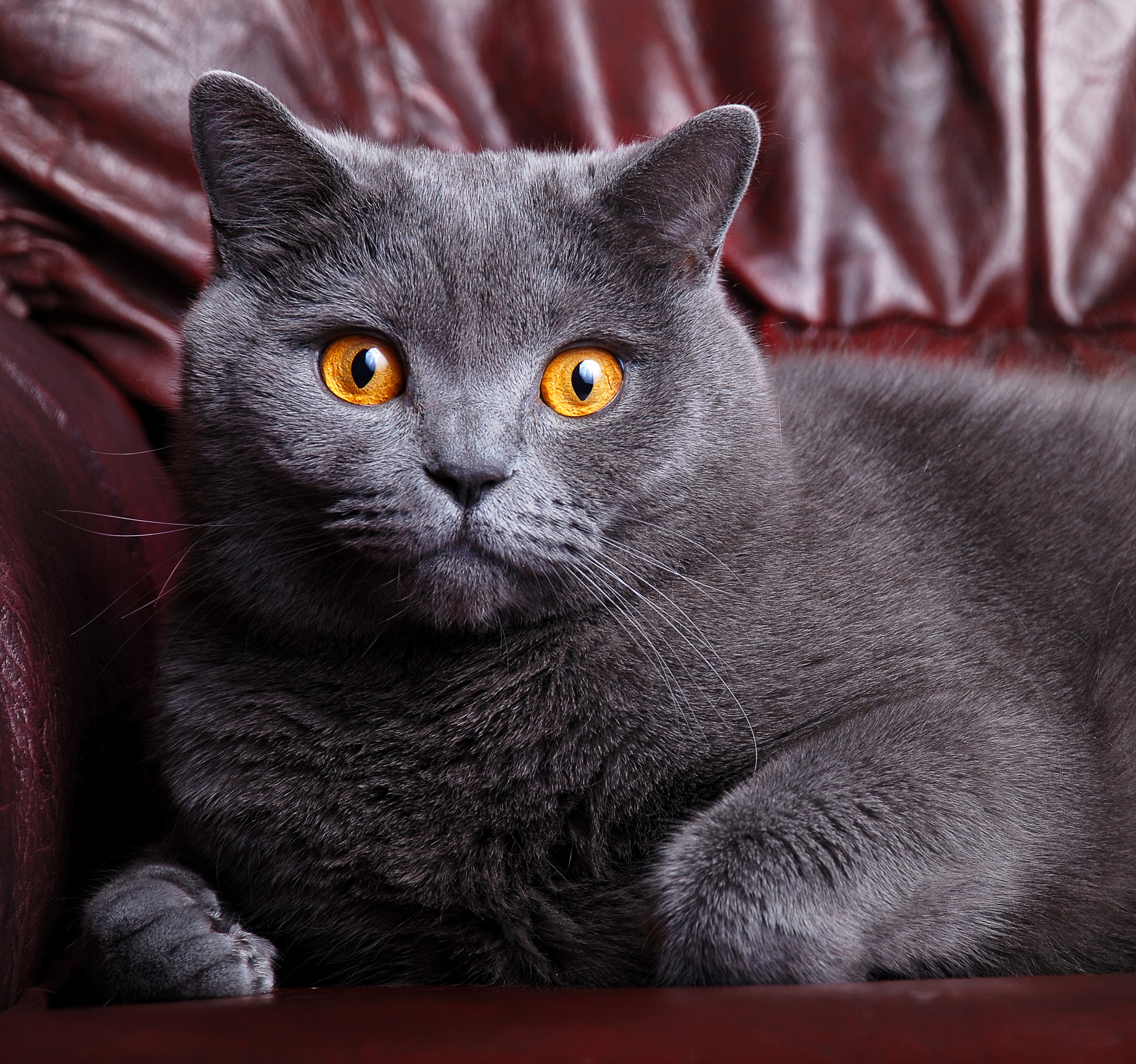 Grey cat with orange eyes HD Wallpaper
