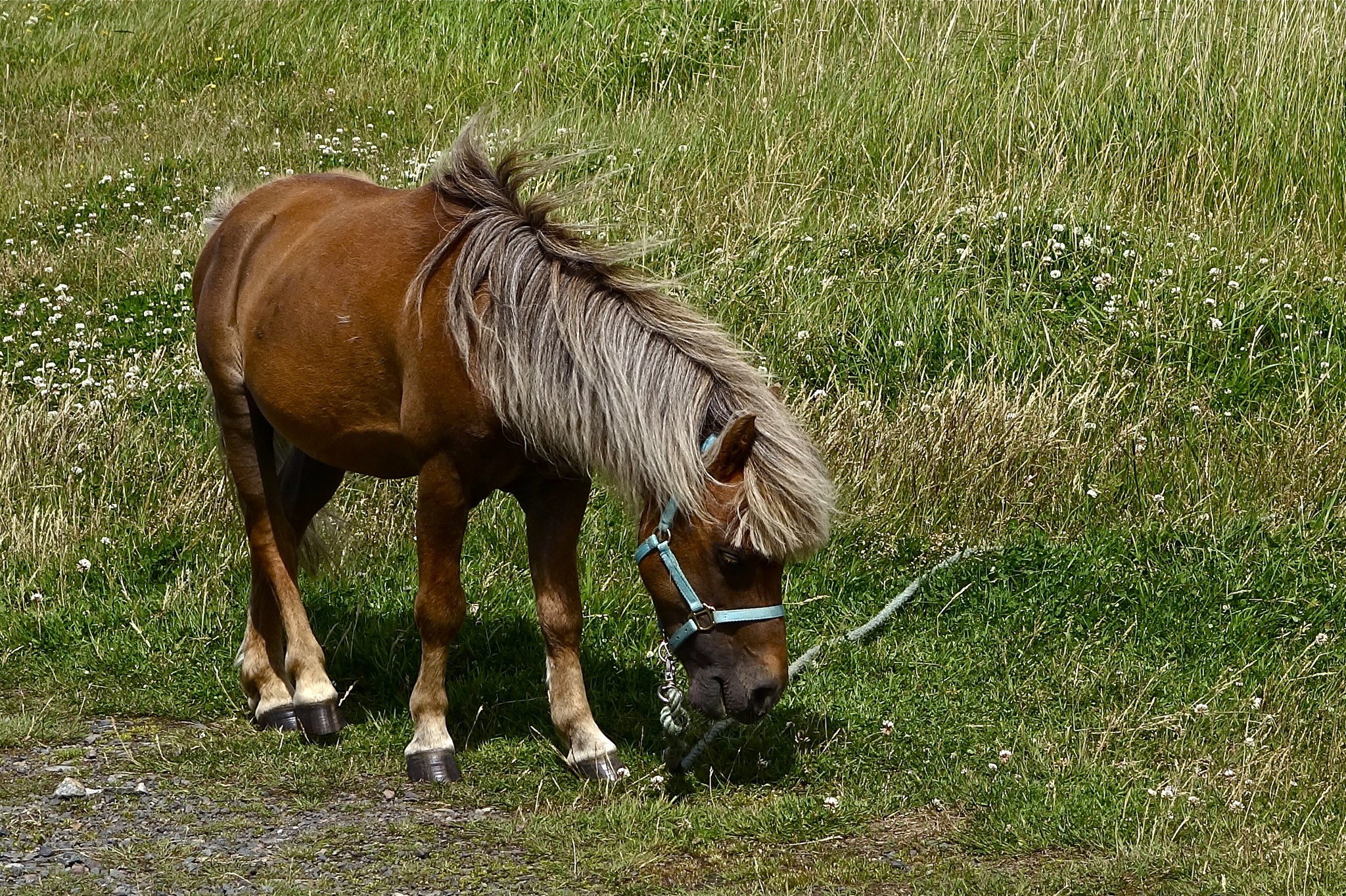 Brown horse grazing in a grassy field HD Wallpaper