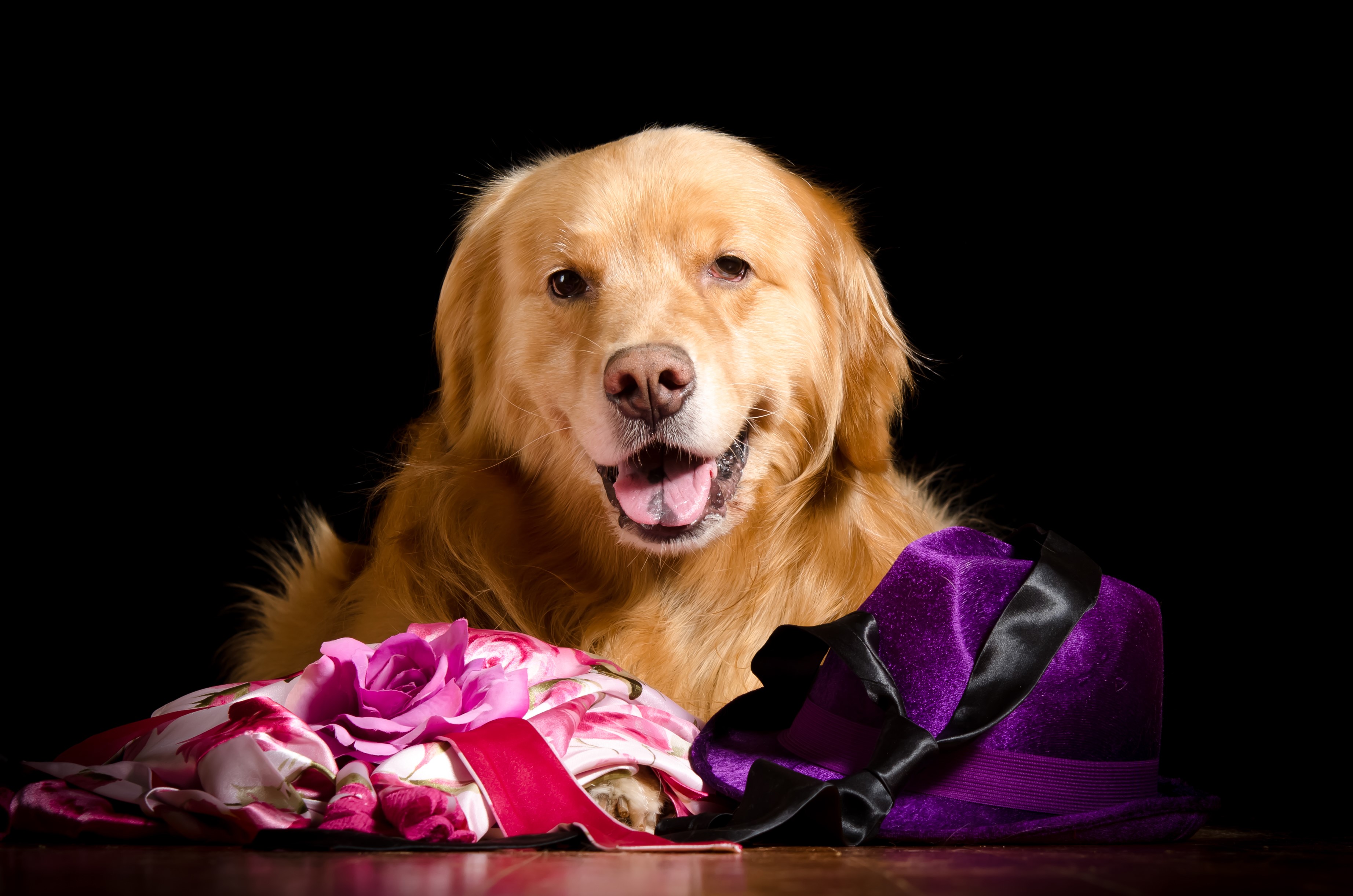 Golden Retriever with a Hat and Roses HD Wallpaper