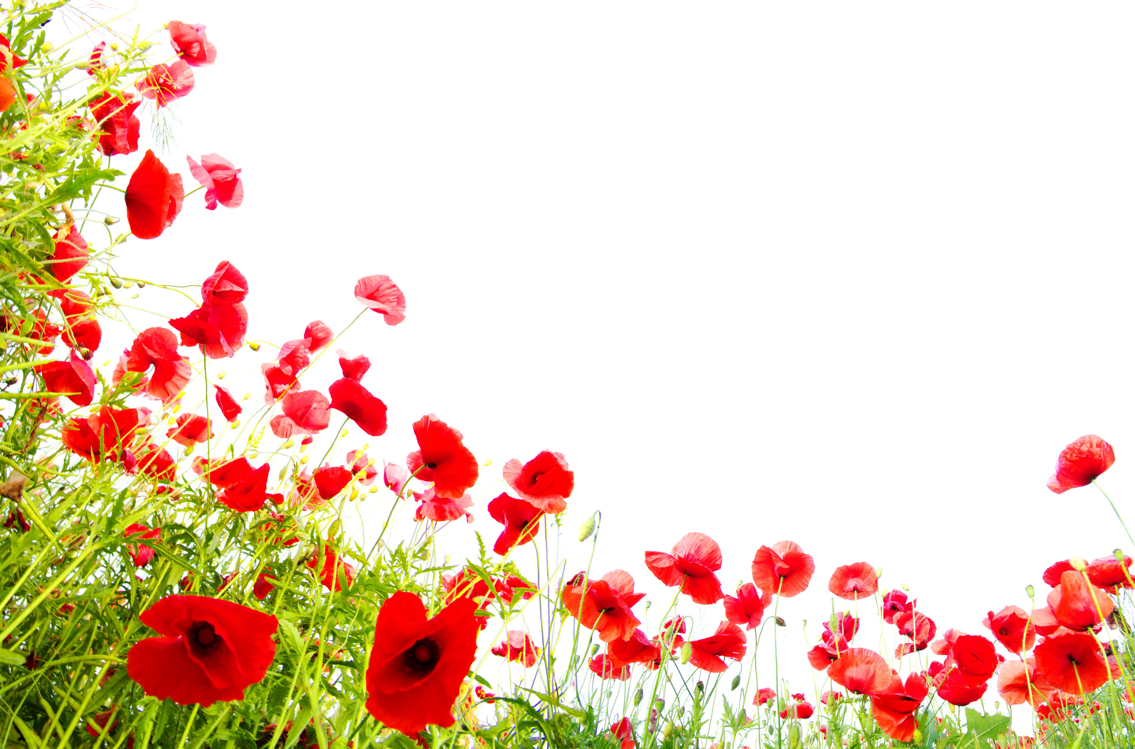 4K Poppies on White Background HD Wallpaper