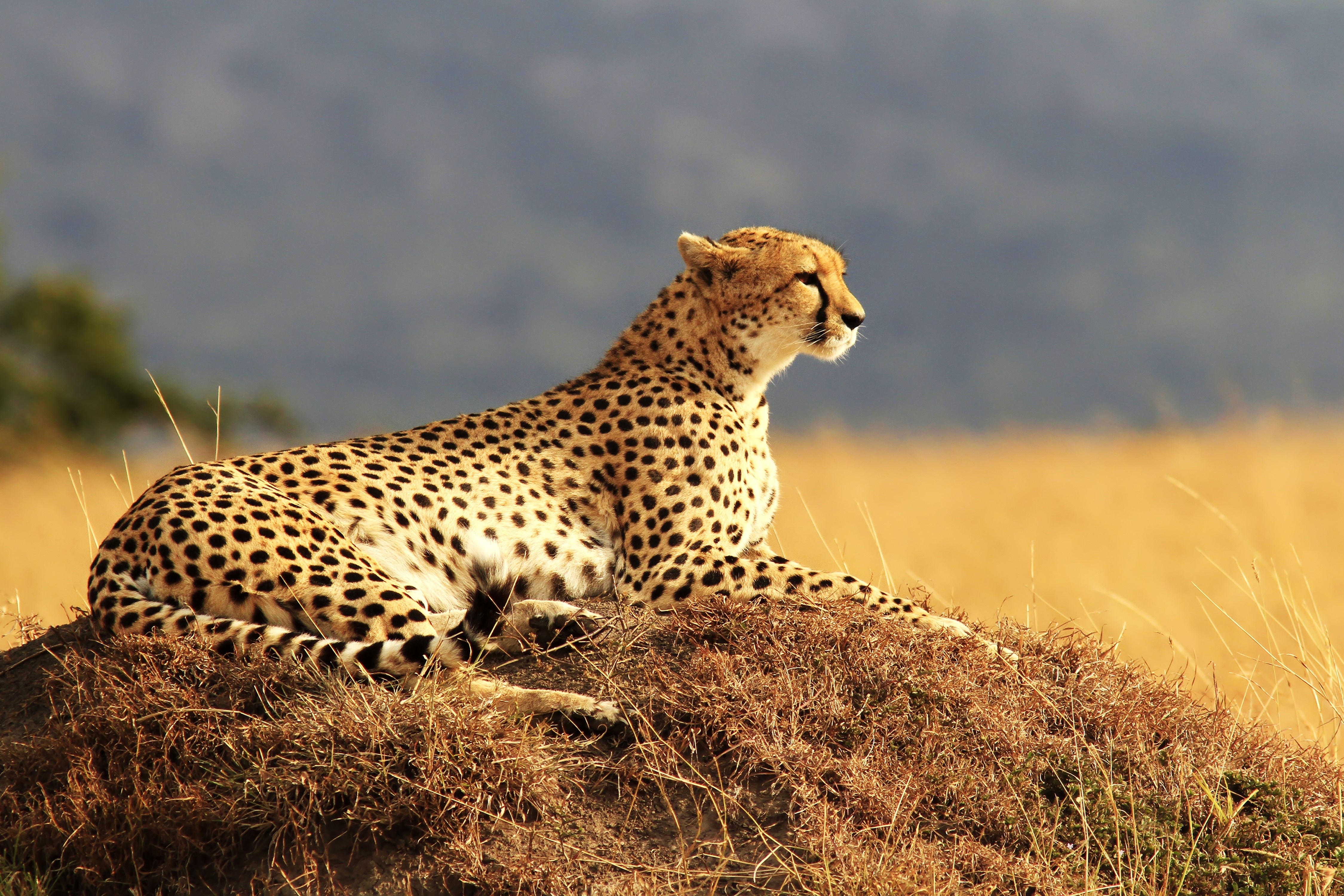 Cheetah resting on a grassy mound HD Wallpaper