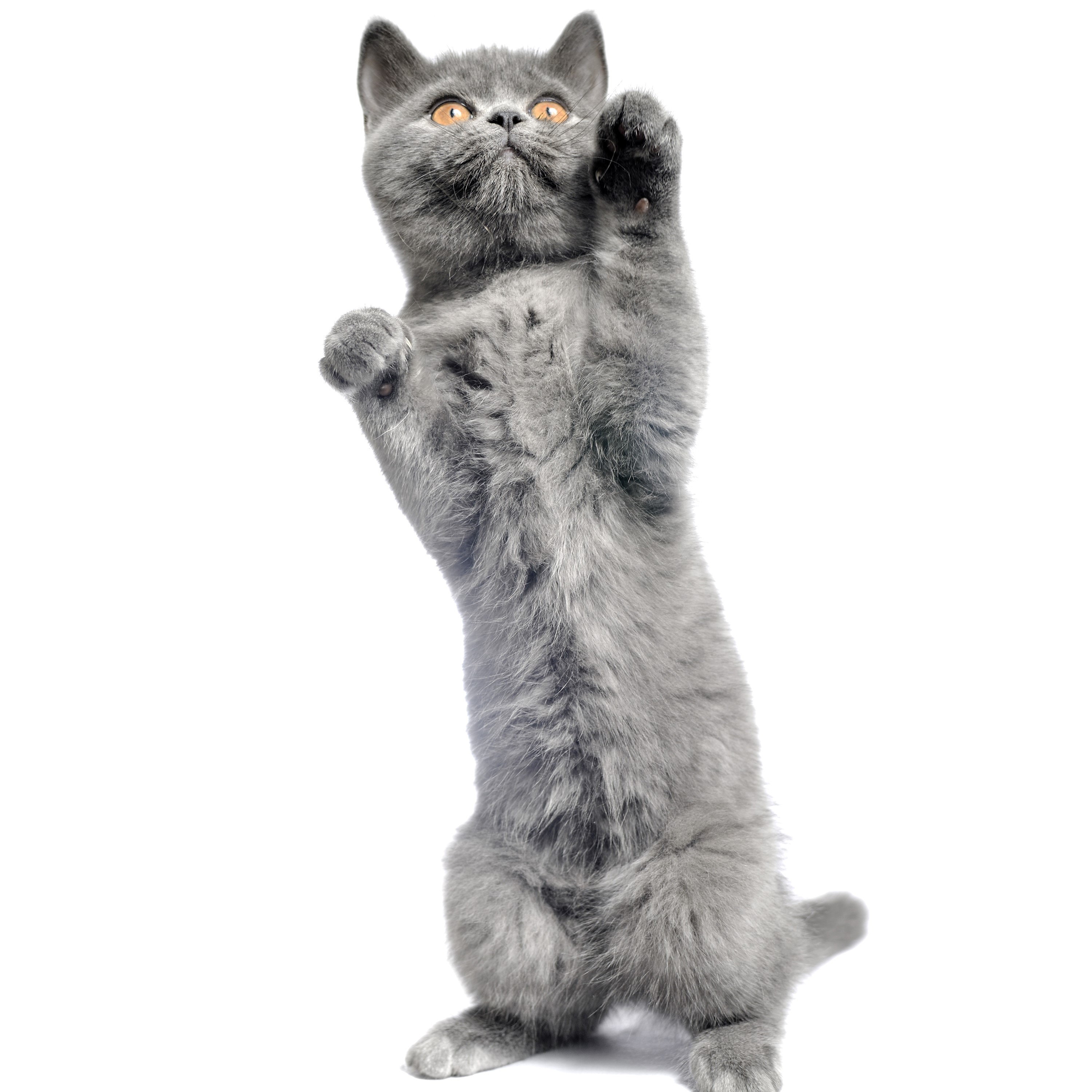 Grey kitten standing on hind legs reaching up HD Wallpaper