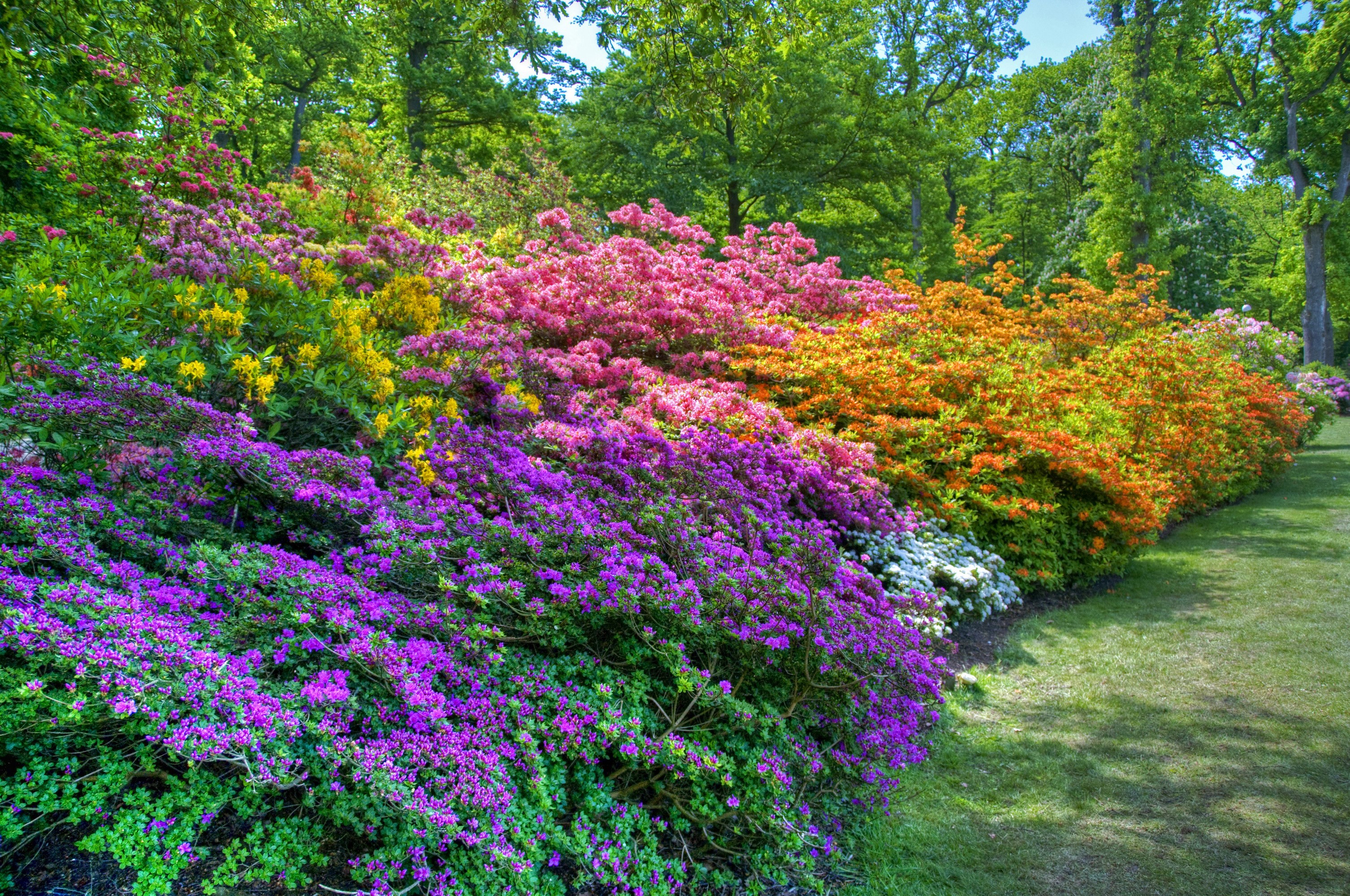 Sofiero Castle Gardens in Helsingborg, Sweden with Rhododendrons HD Wallpaper