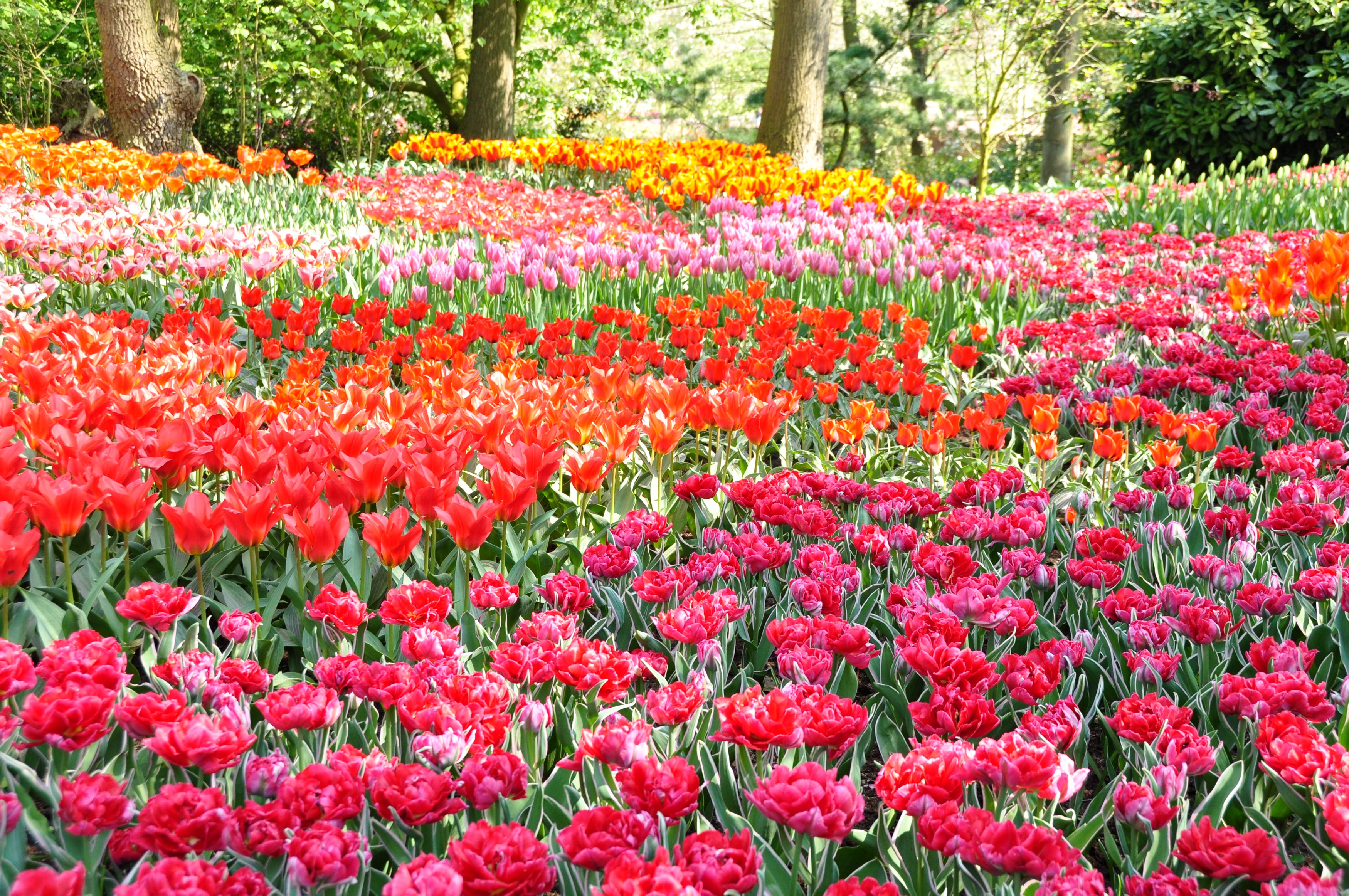 Field of colorful tulips in Keukenhof, Netherlands HD Wallpaper