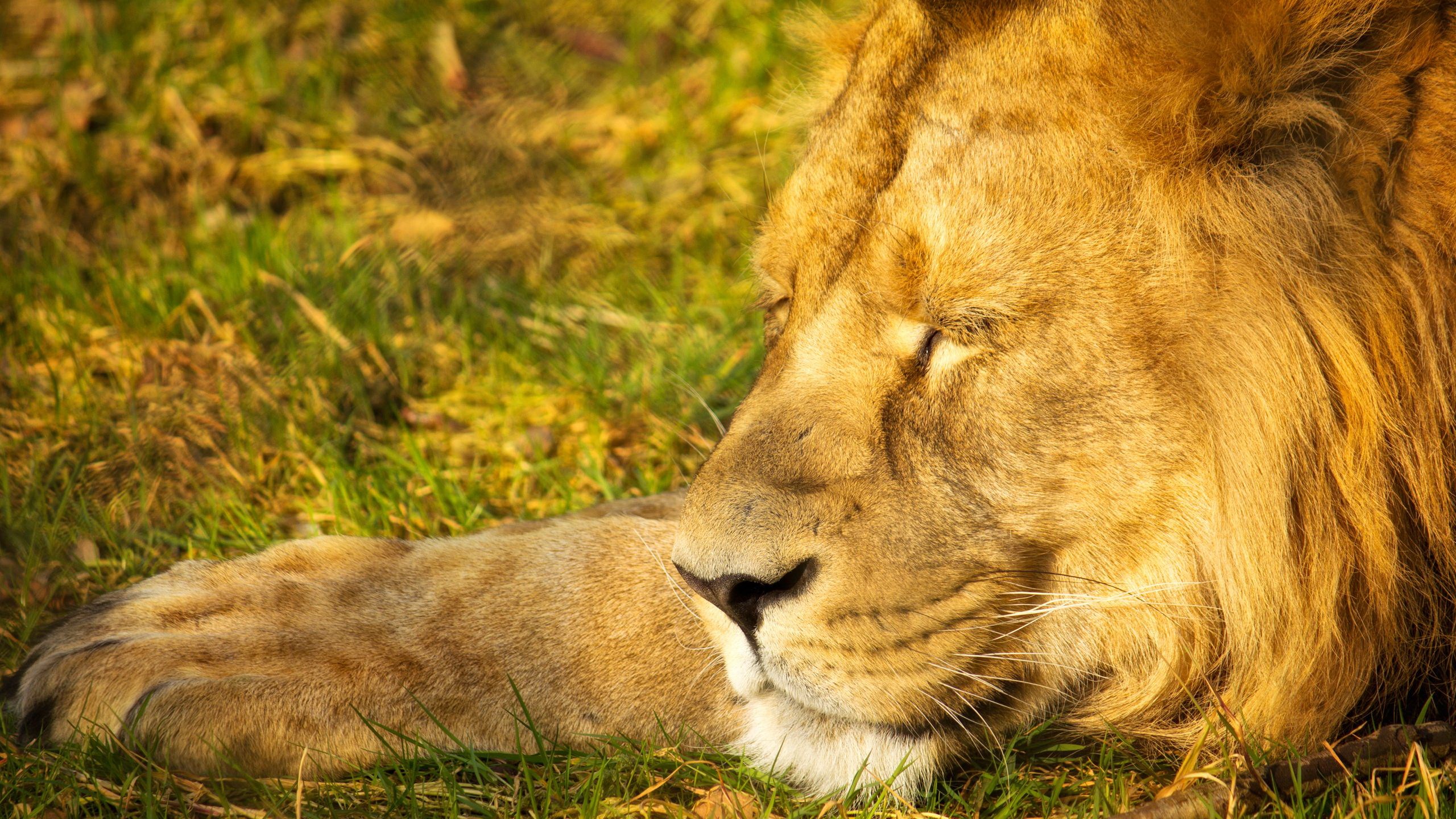Lion resting on grass HD Wallpaper