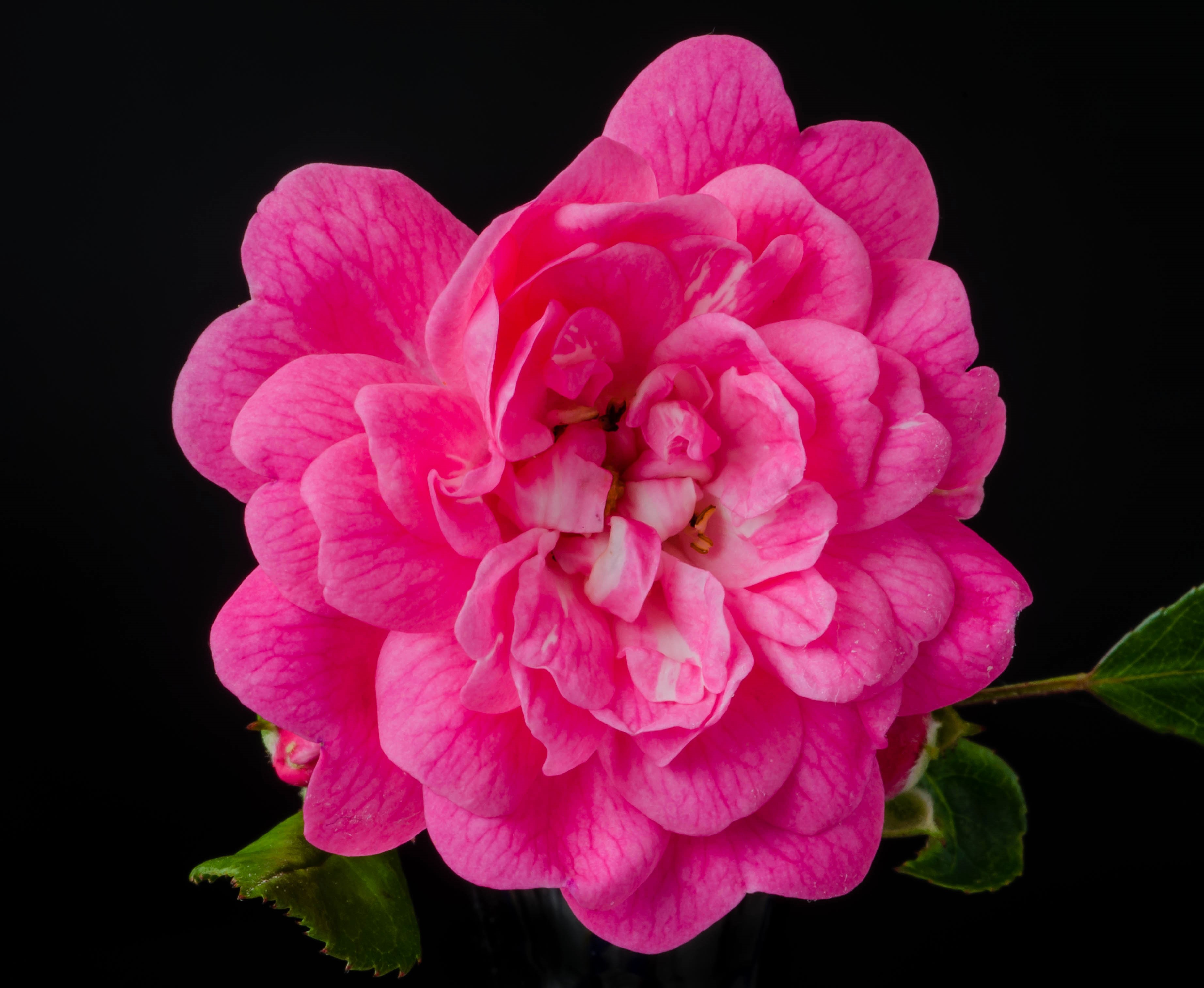 Close-up of a vibrant pink camellia flower with a black background HD Wallpaper