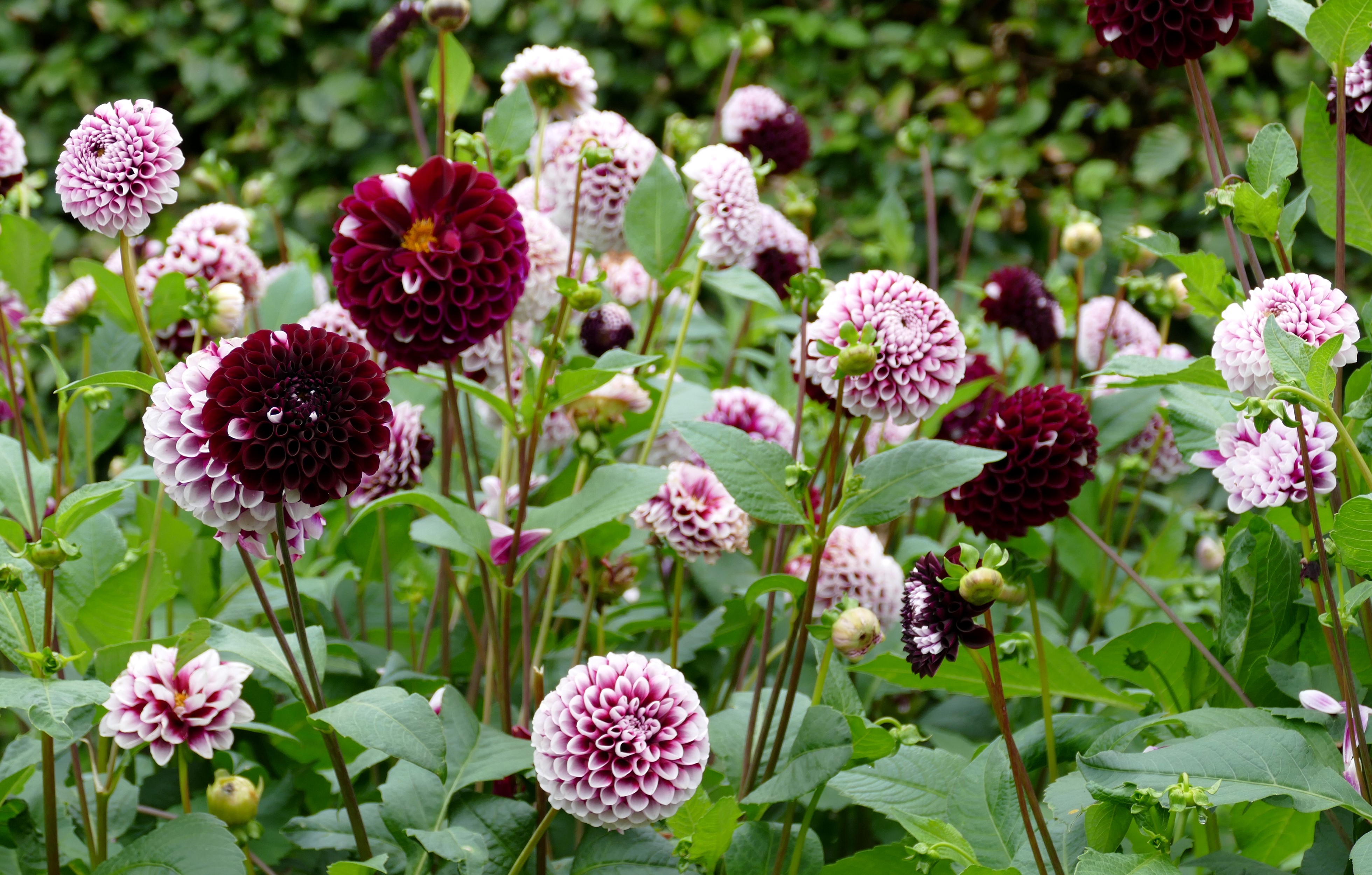 Dahlias in a Garden Closeup HD Wallpaper