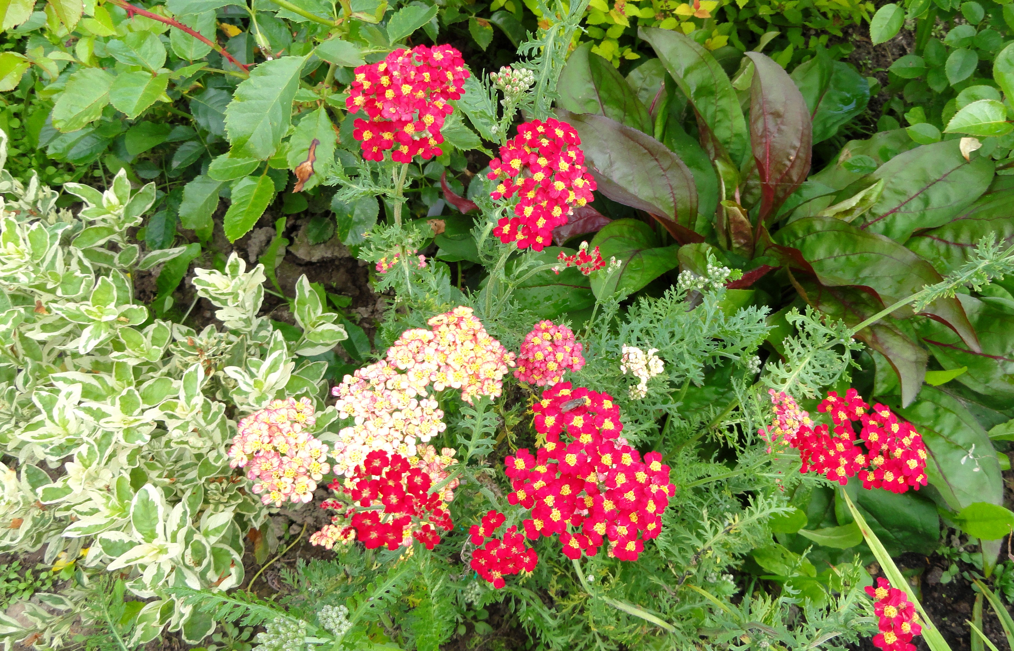 Red and pink yarrow flowers in a garden HD Wallpaper