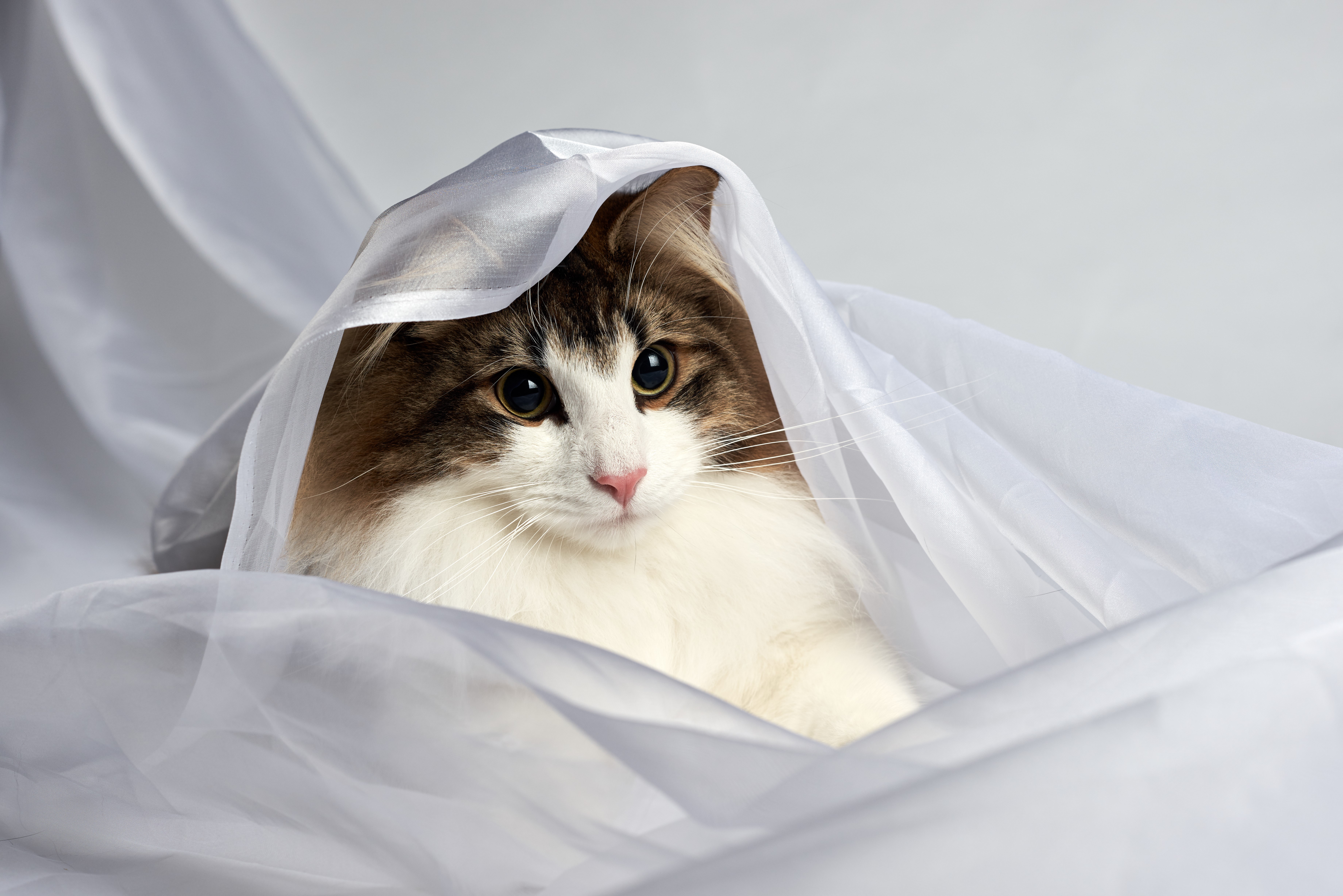Cat peeking from under white fabric HD Wallpaper