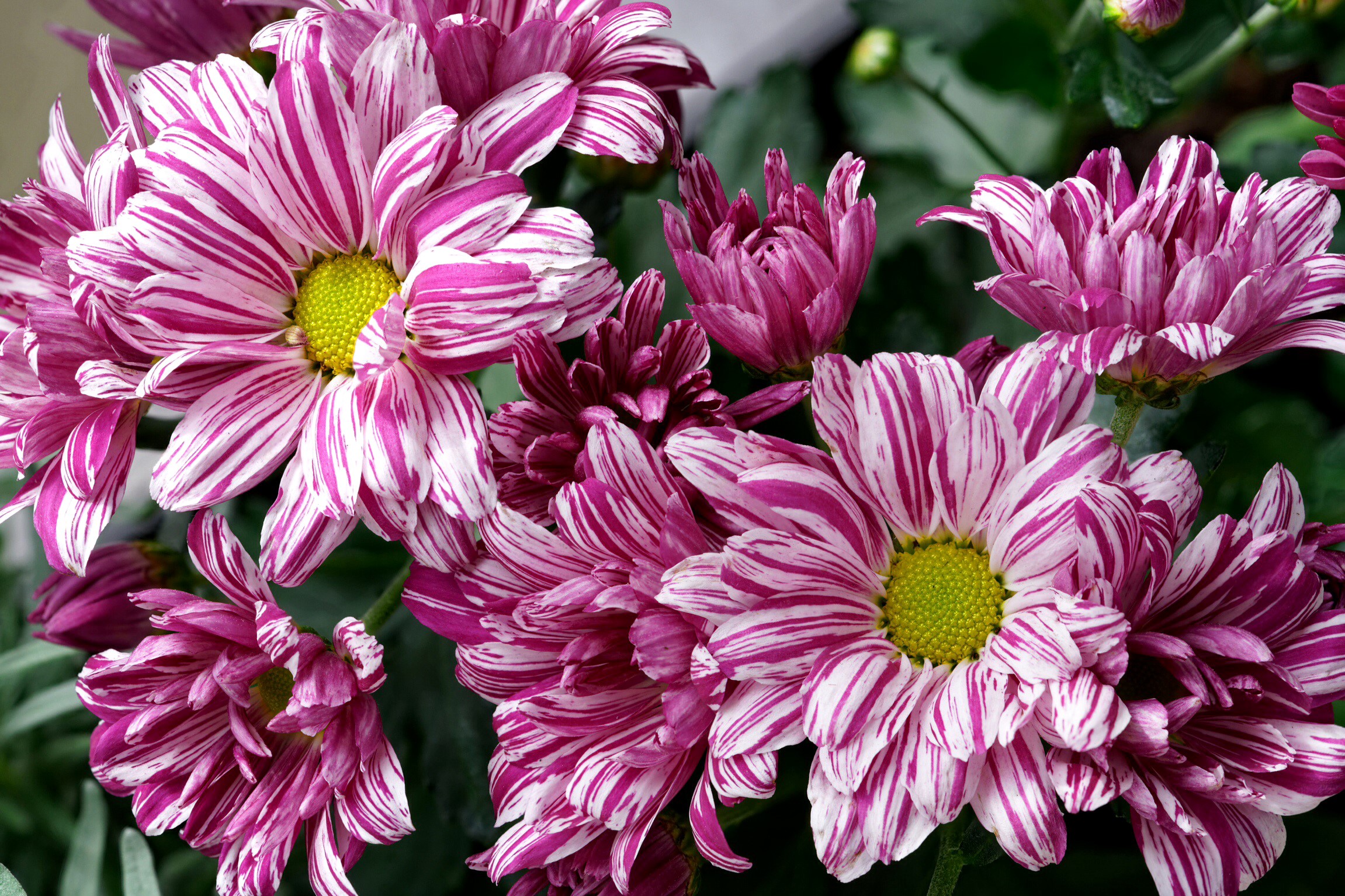Close-up of striped pink and white chrysanthemums HD Wallpaper