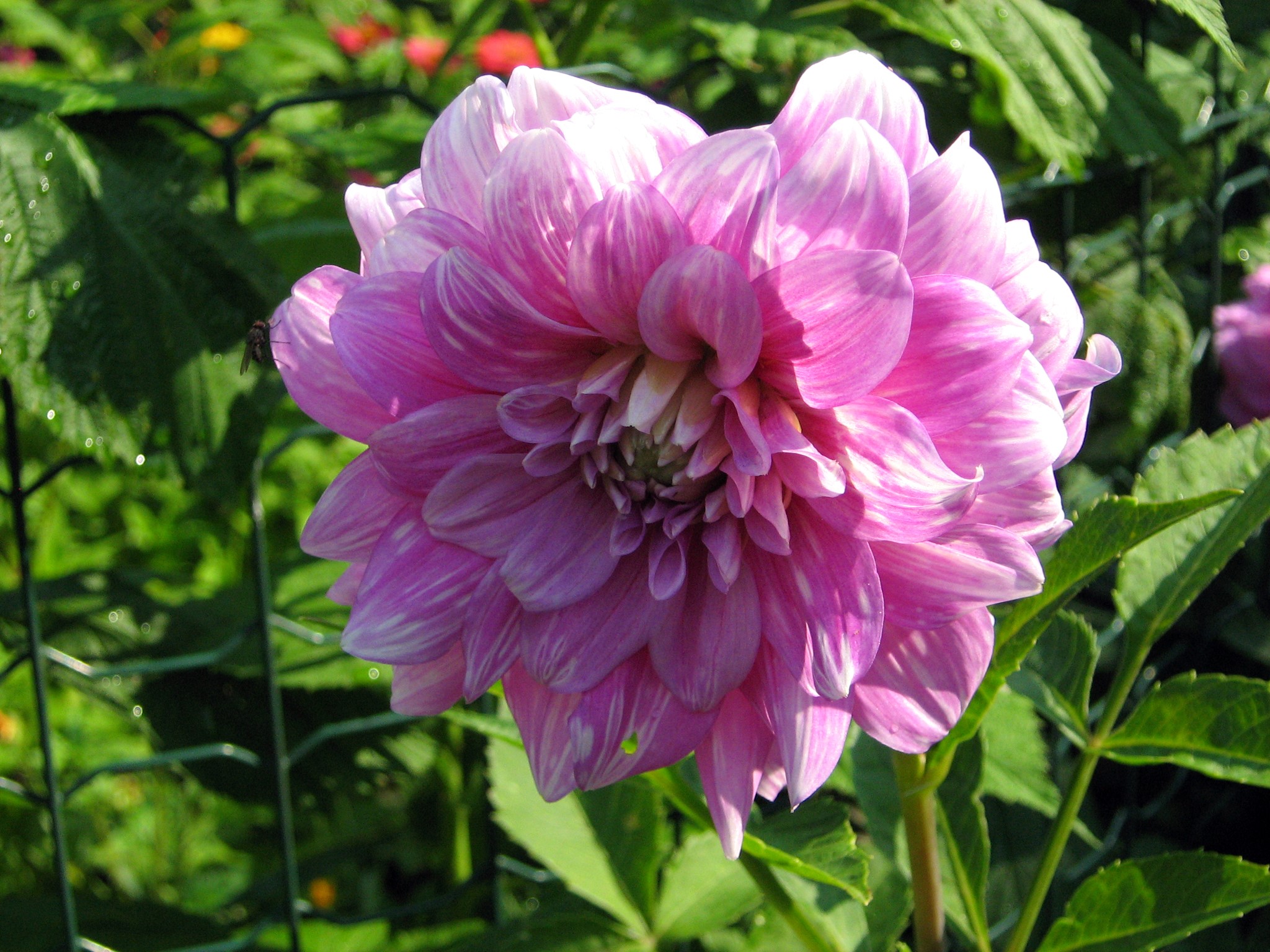 Pink Dahlia flower with white stripes HD Wallpaper