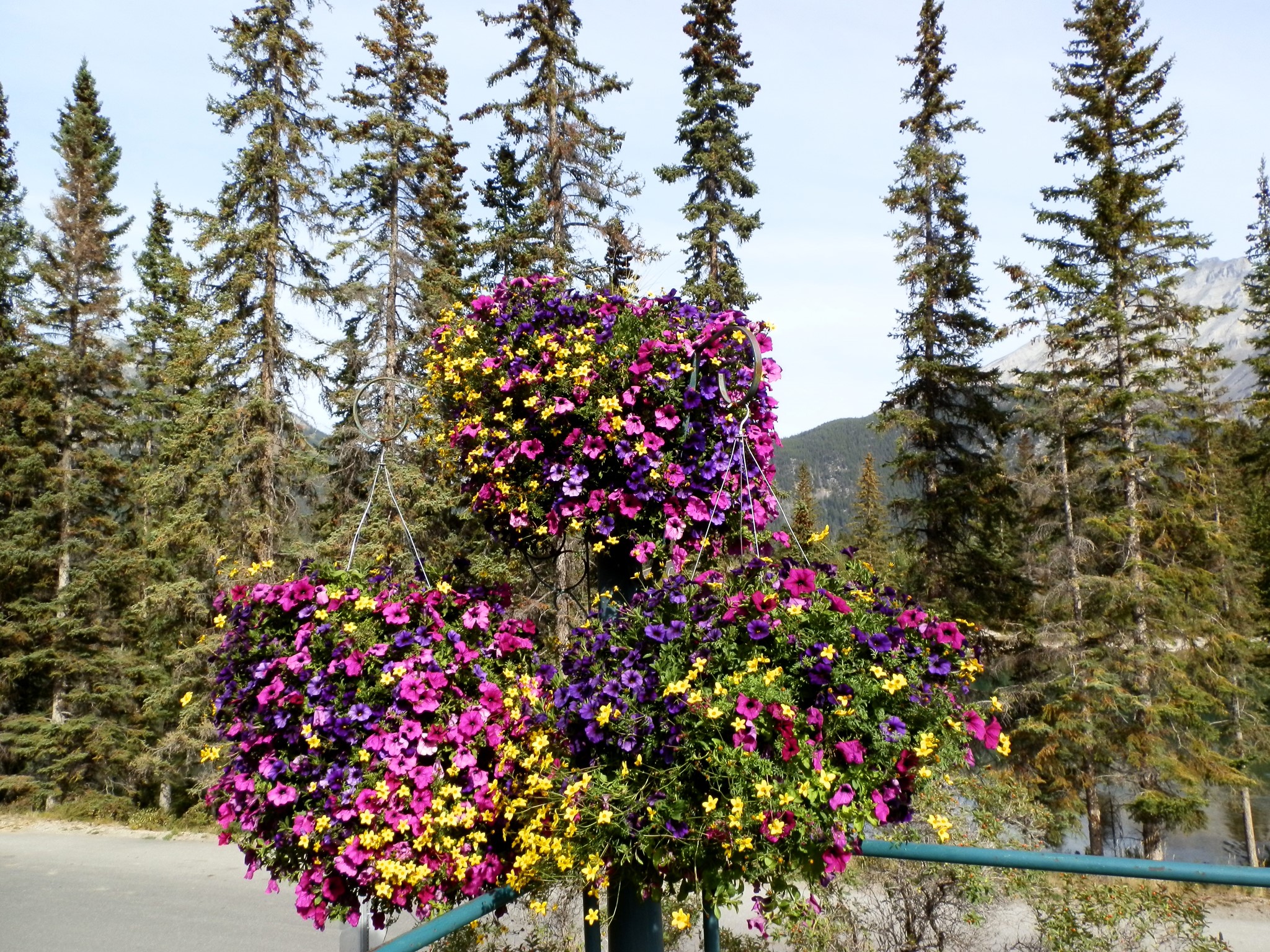 Hanging Petunias in Banff National Park HD Wallpaper