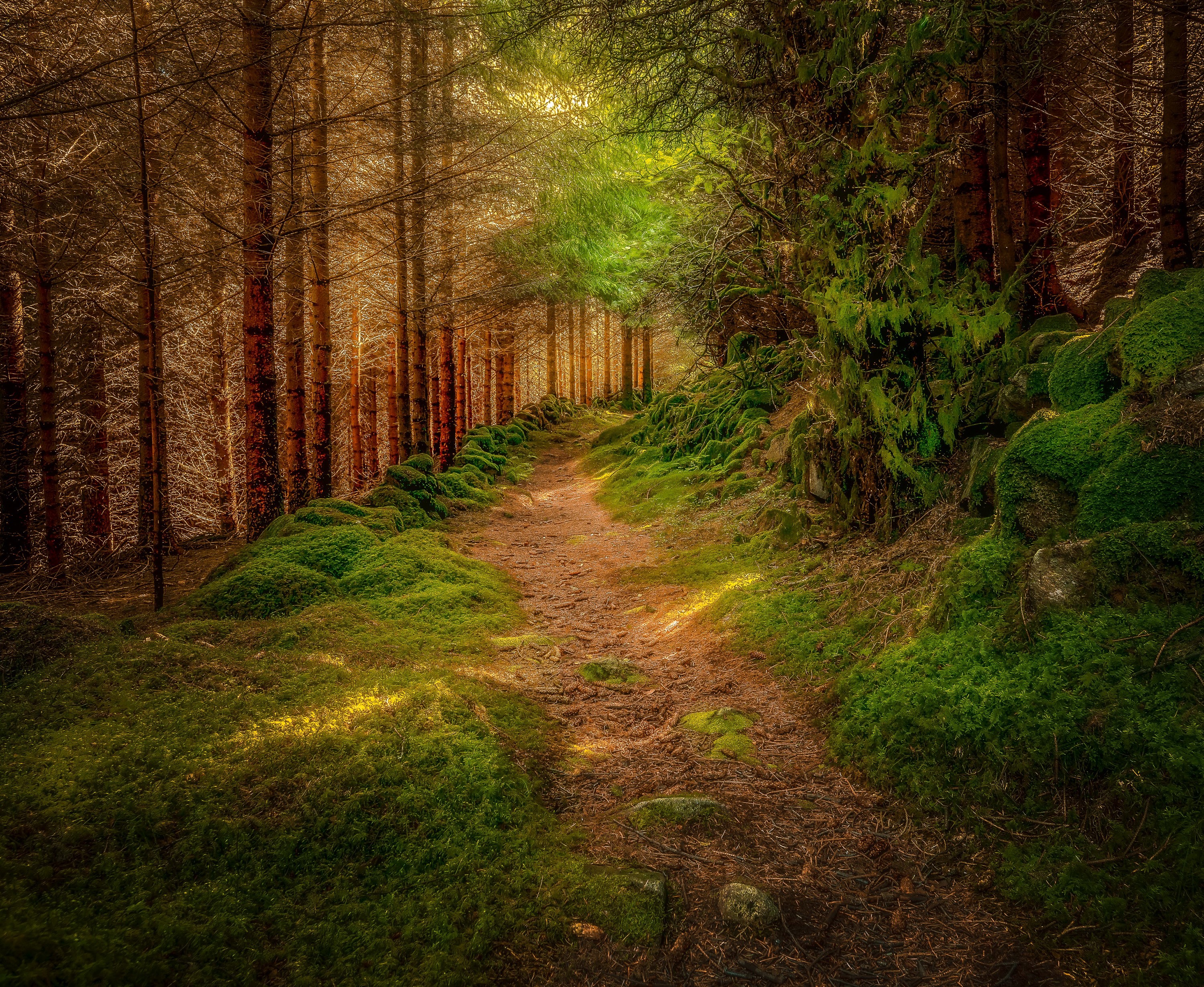 Forest path with mossy rocks and trees HD Wallpaper