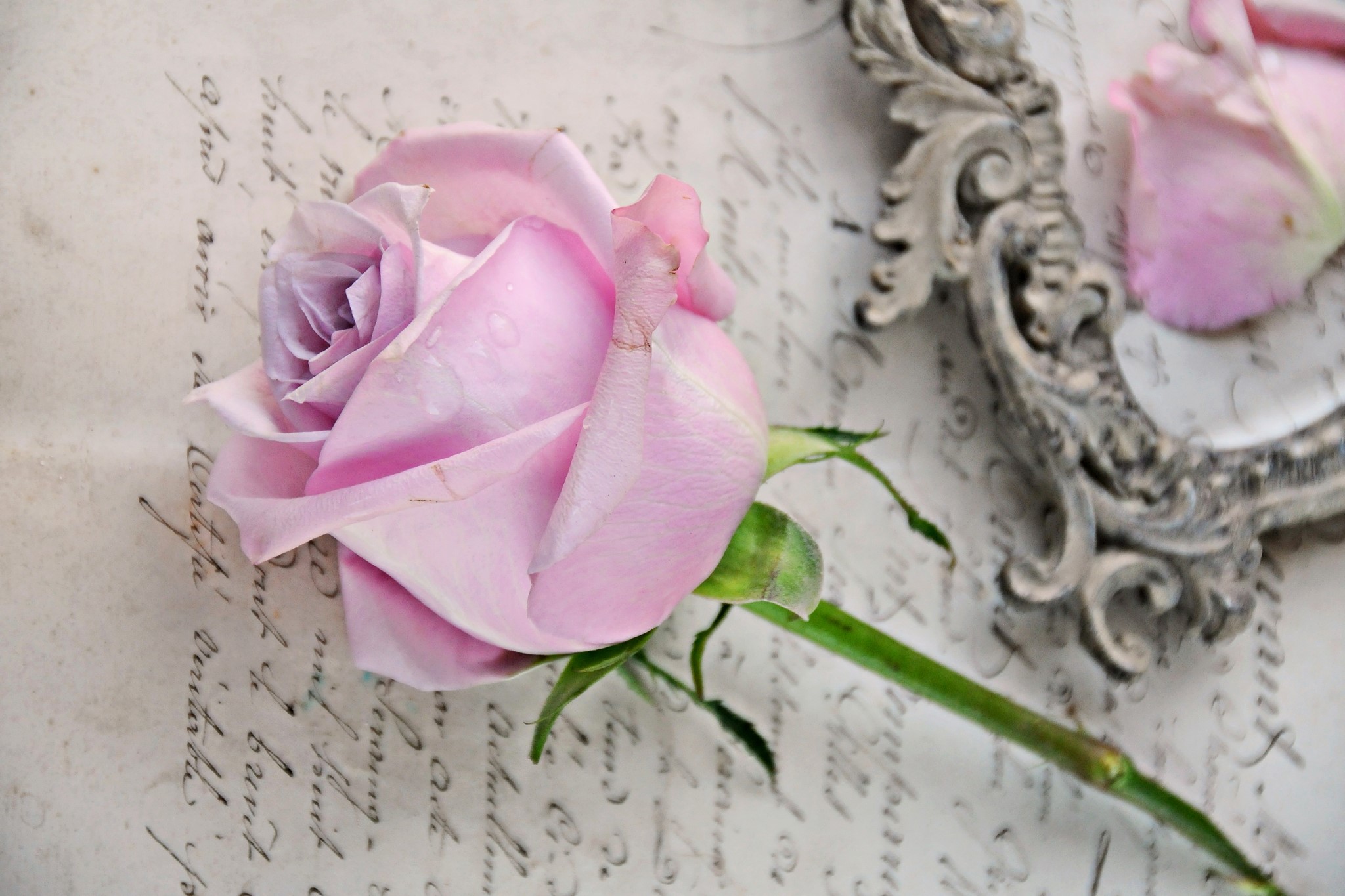 Pink rose on vintage paper with ornate frame HD Wallpaper