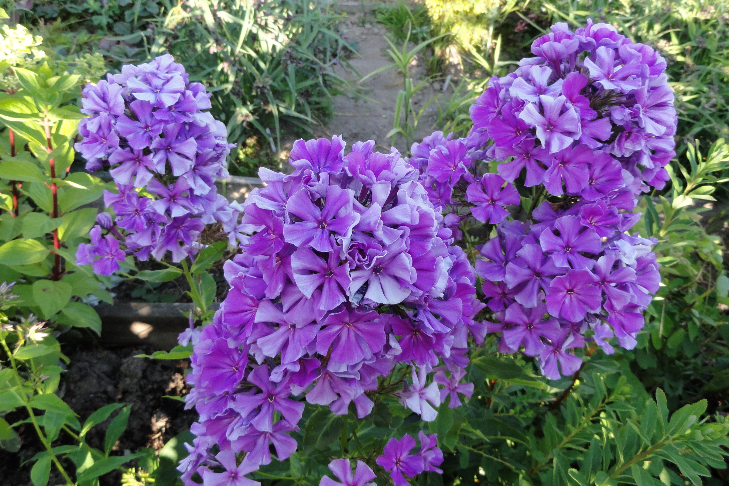 Vibrant Violet Phlox Flowers in Bloom HD Wallpaper