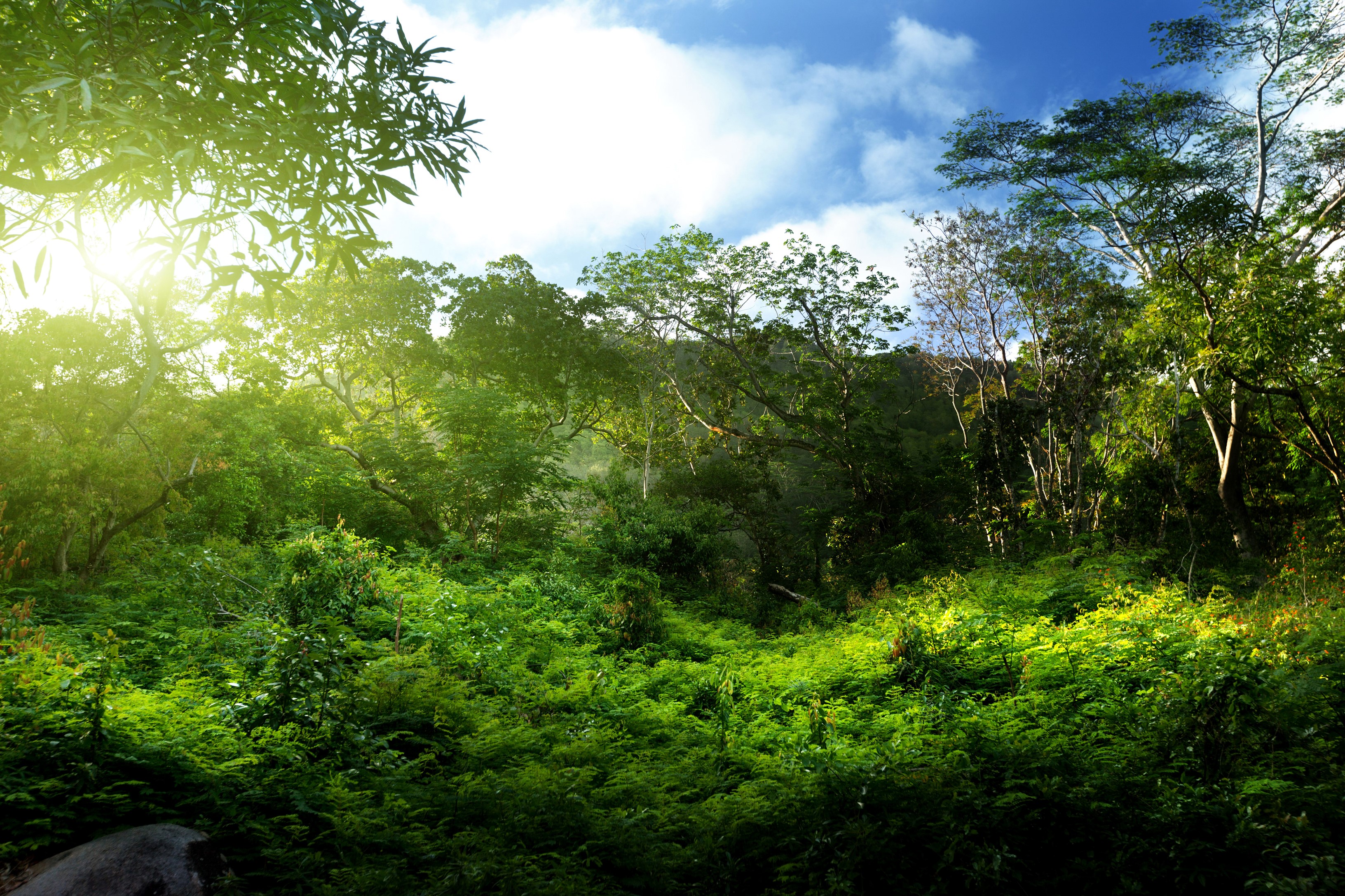 Sunlight filtering through a dense jungle canopy with lush green foliage HD Wallpaper