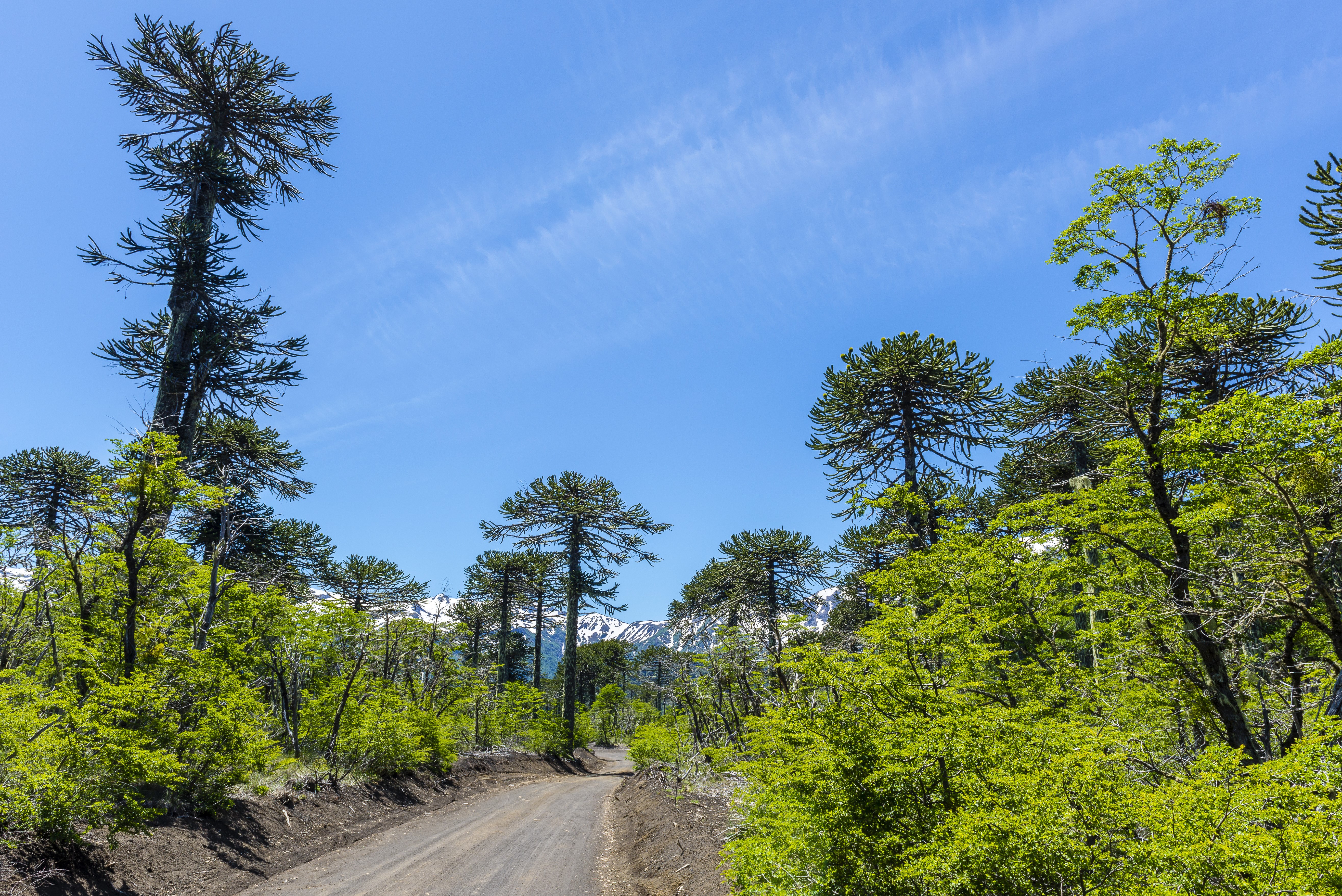 Conguillio National Park, Chile: Road through Araucaria trees HD Wallpaper