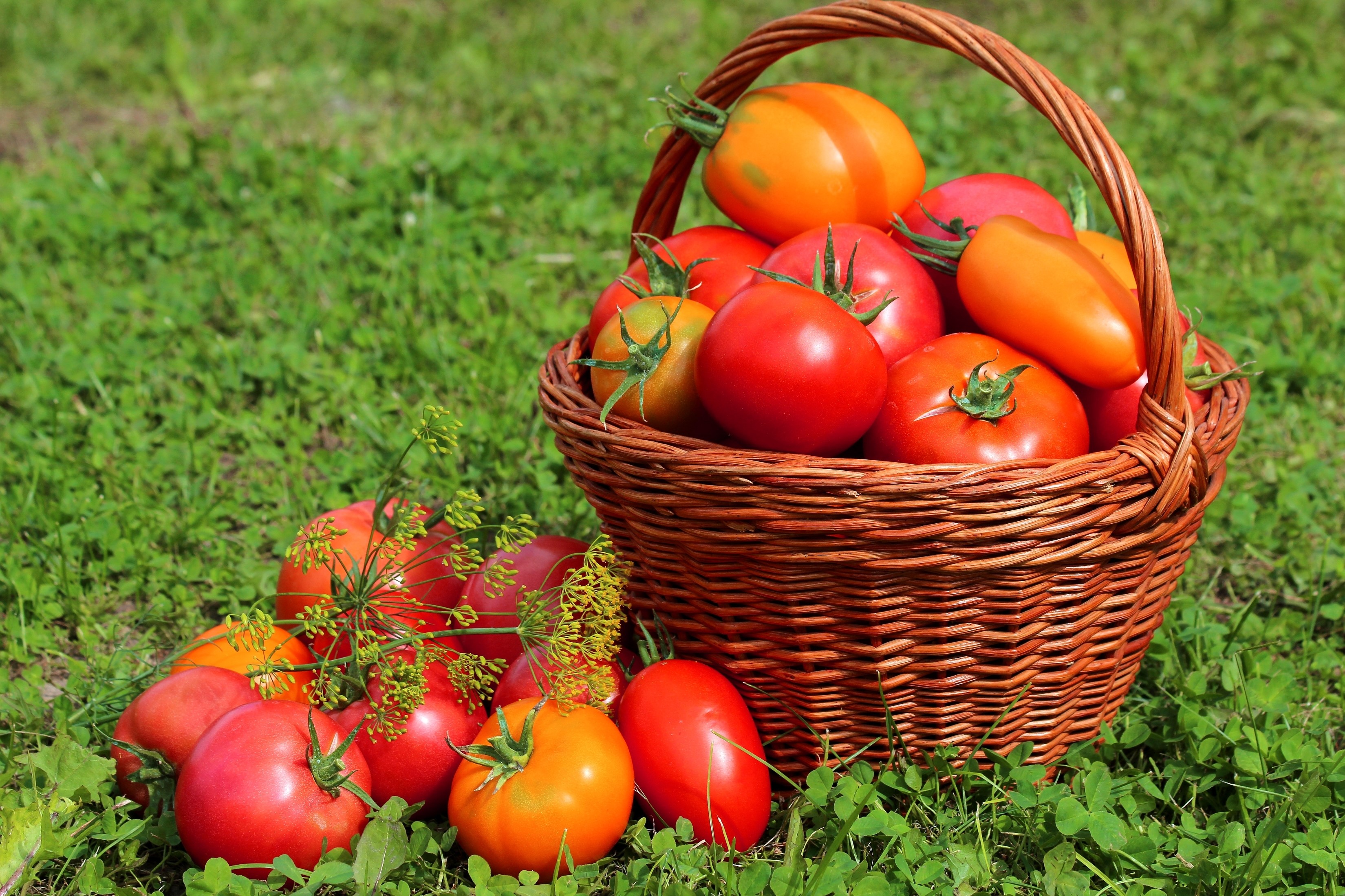 Tomatoes in a wicker basket on grass HD Wallpaper