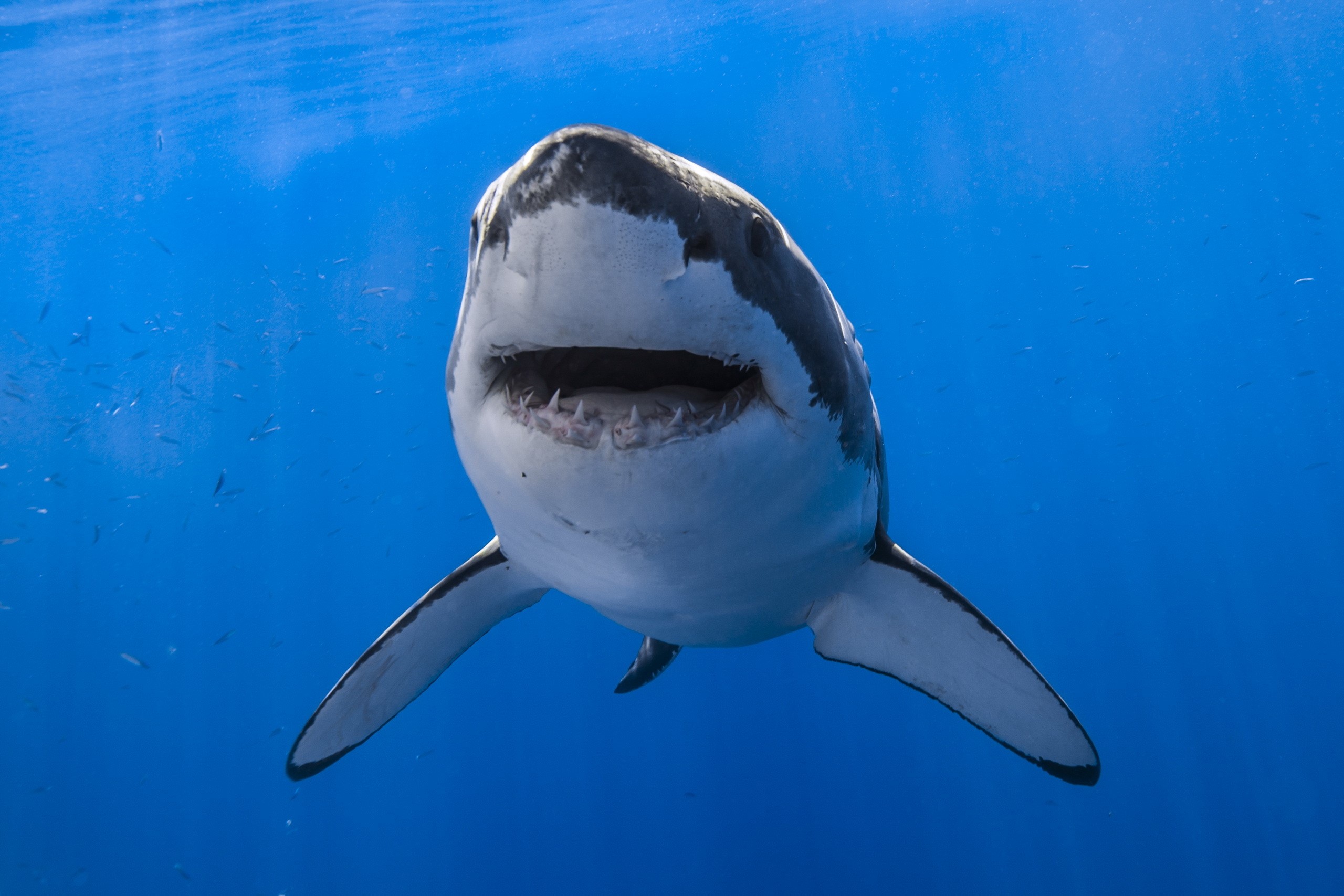 Great White Shark swimming in blue ocean HD Wallpaper